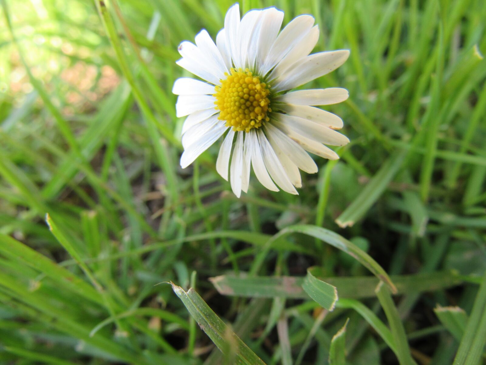 Canon PowerShot SX530 HS sample photo. Daisy, flower, nature photography