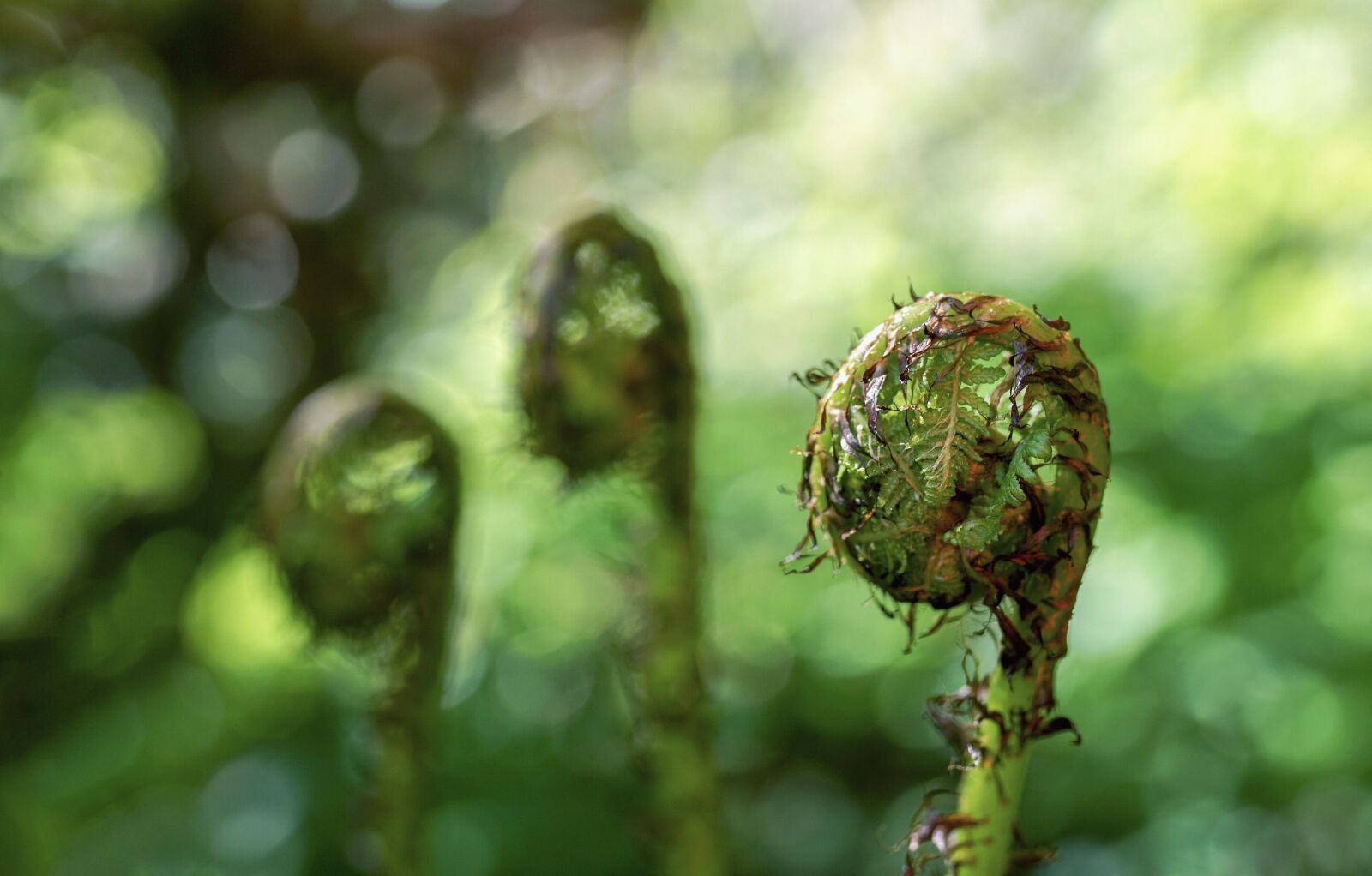 35mm F1.4 sample photo. Fern, unroll, green photography