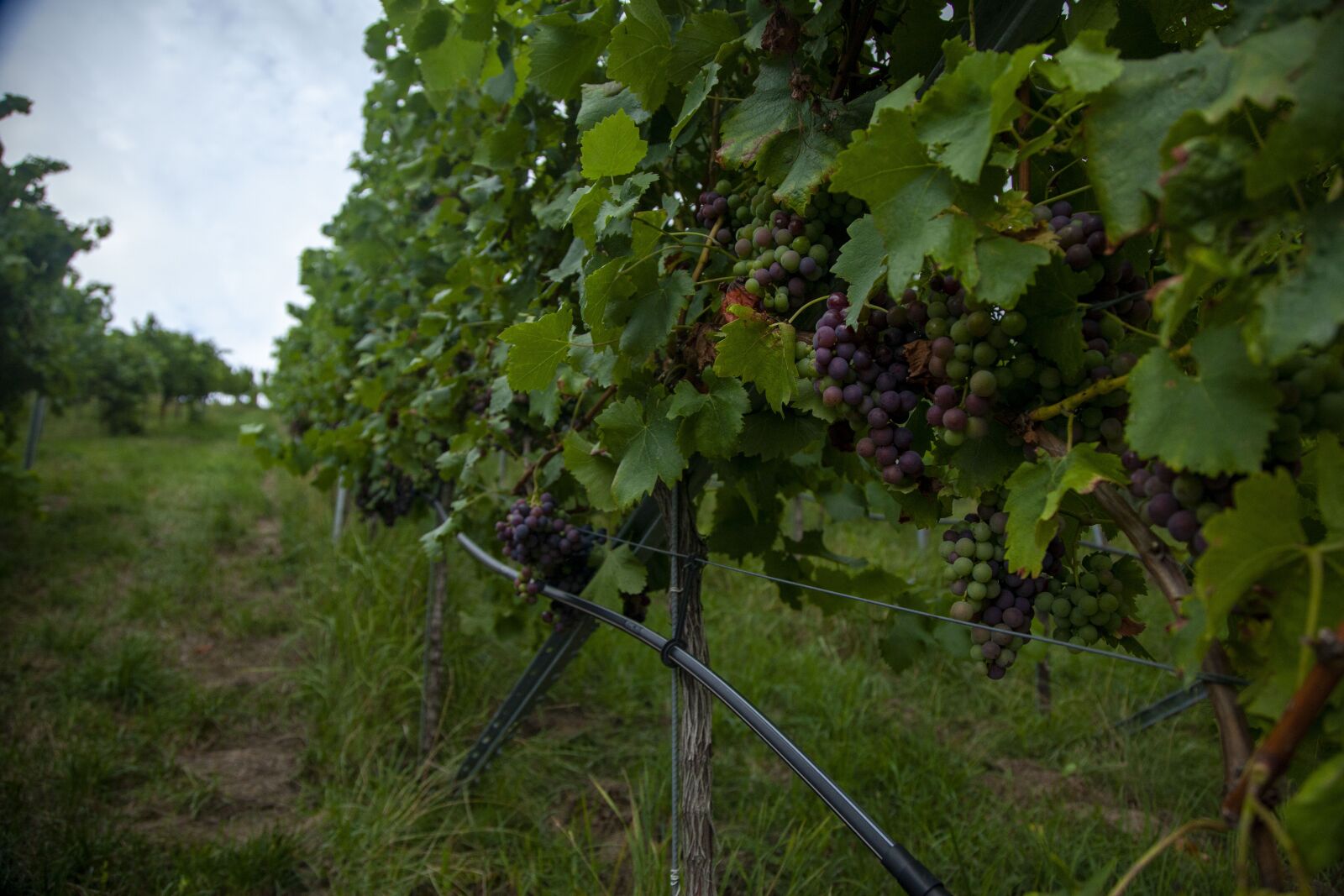 Canon EOS 5D Mark II + Canon EF 24-105mm F4L IS USM sample photo. Grapes, wine, vineyard photography
