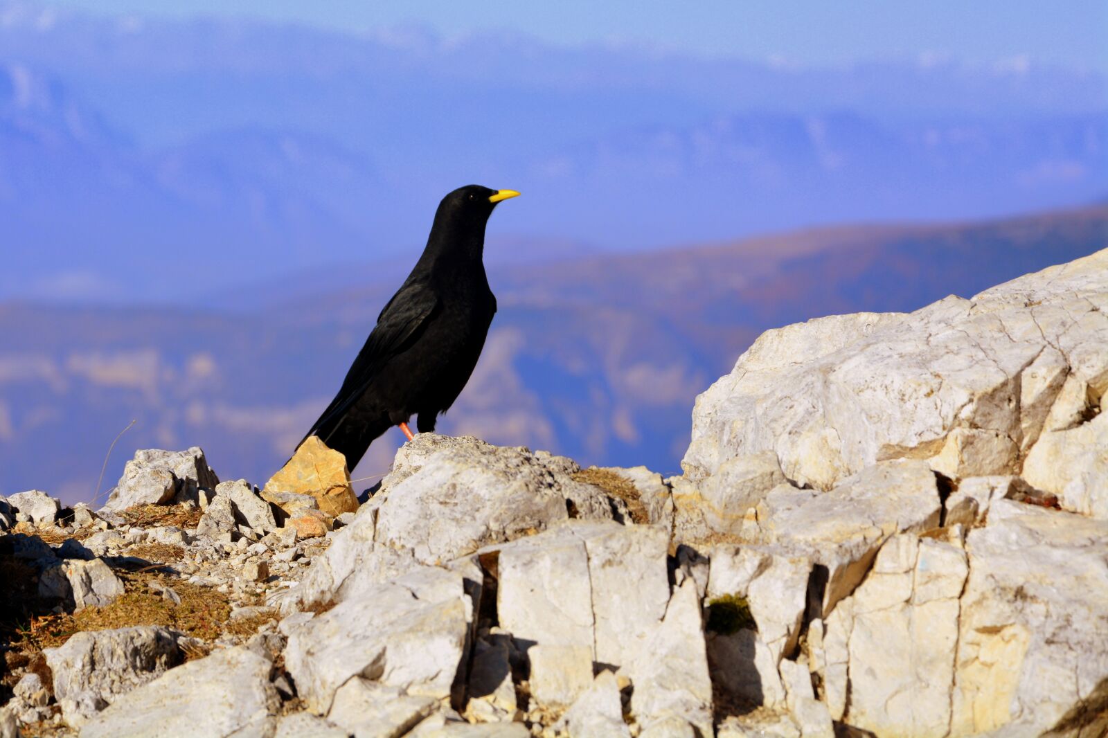 Nikon D7100 sample photo. Merlo, bird, mountain photography