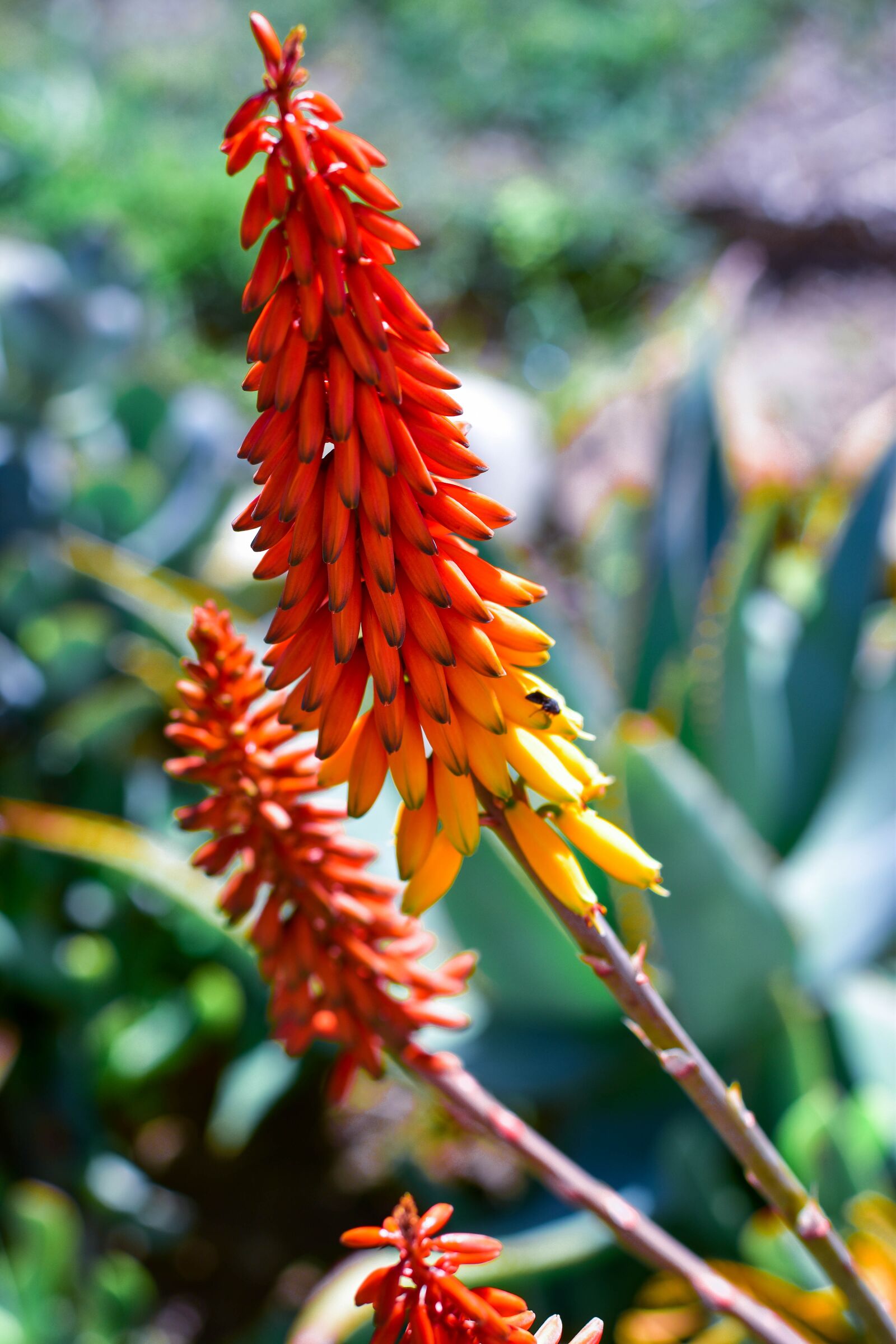 Nikon D5500 sample photo. Aloe, flowers, garden photography