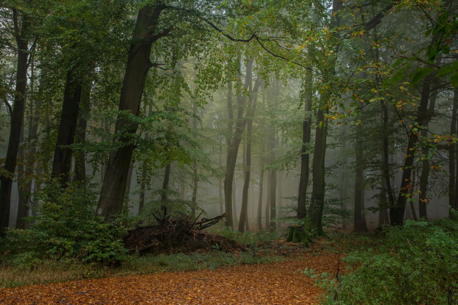 Sony SLT-A77 sample photo. Forest, foggy, nature photography