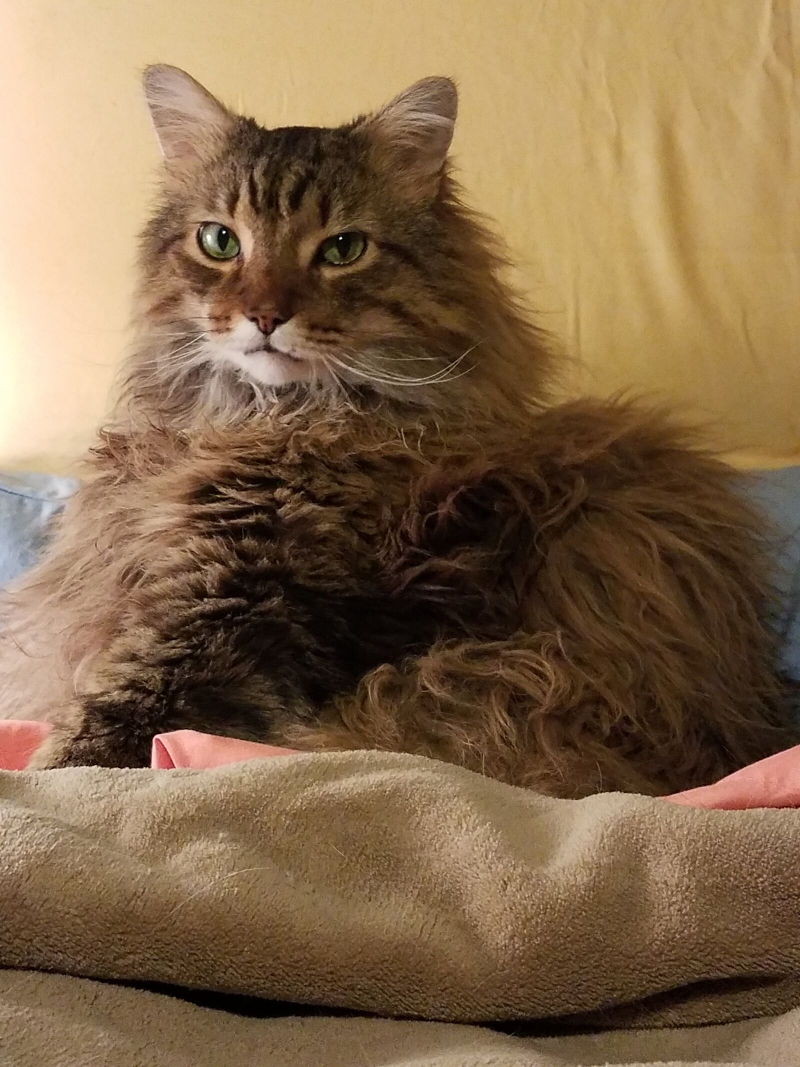 Samsung Galaxy S7 Edge sample photo. Cat, feline, pet photography