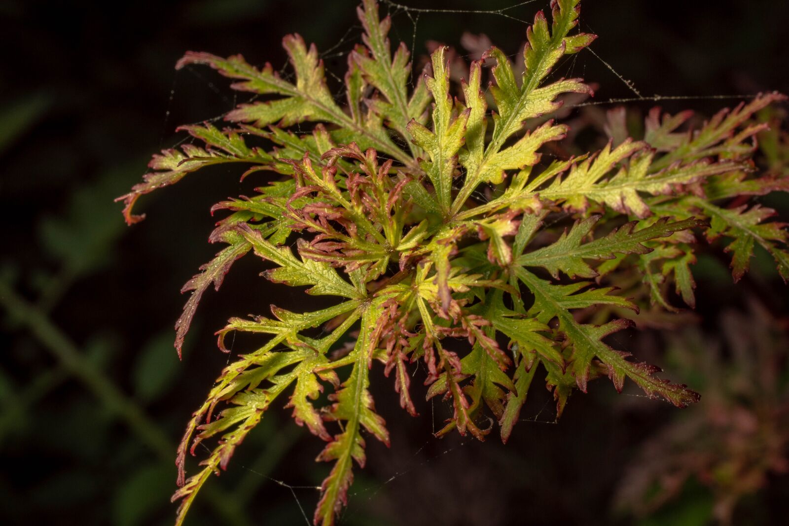 MACRO 50mm F2.8 sample photo. Macro, maple, autumn photography