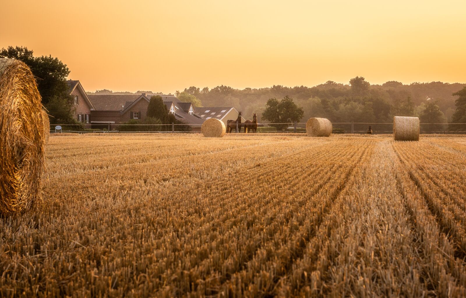 Nikon D750 sample photo. Cornfield, sunrise, stubble photography