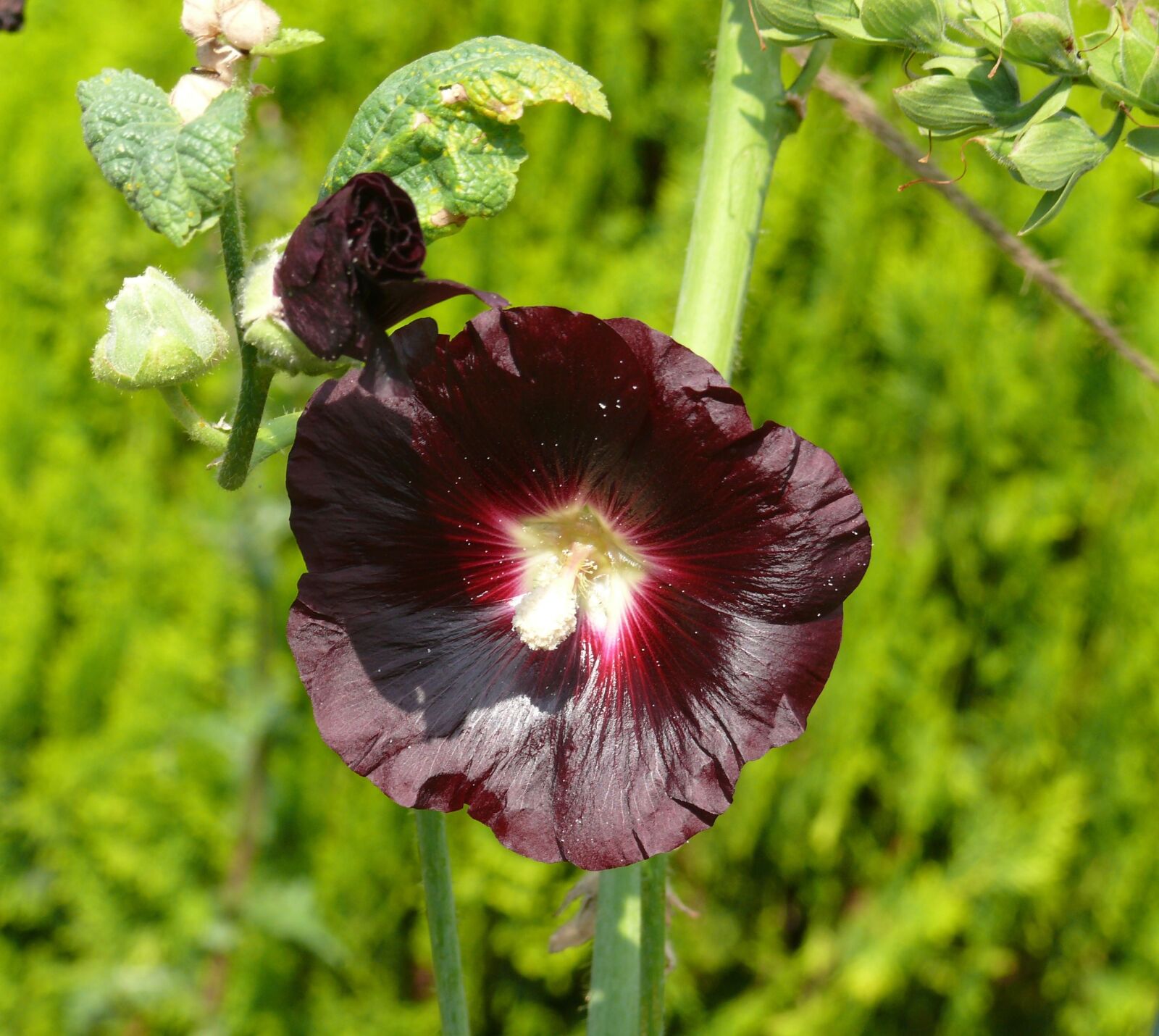 Panasonic DMC-FZ50 sample photo. Hollyhock, purple, dark red photography
