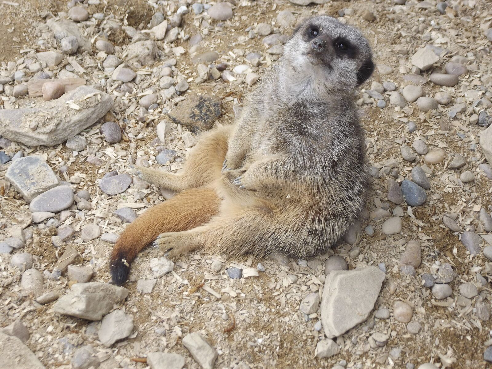 FujiFilm FinePix S2950 (FinePix S2990) sample photo. Meerkat, nature, animal photography