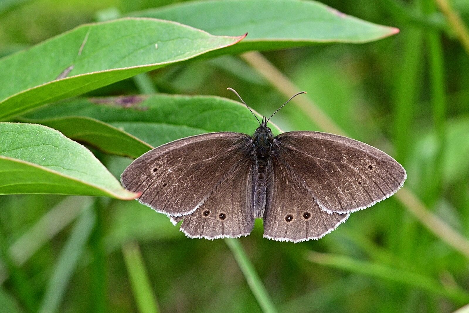 Nikon D5200 sample photo. Butterfly, brown waldvogel, close photography