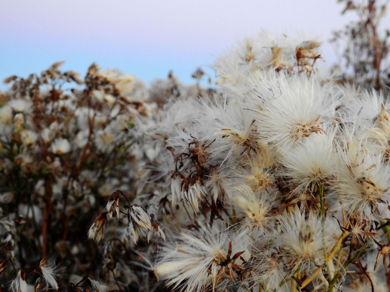 Nikon Coolpix P900 sample photo. Blossom, bloom, plant photography