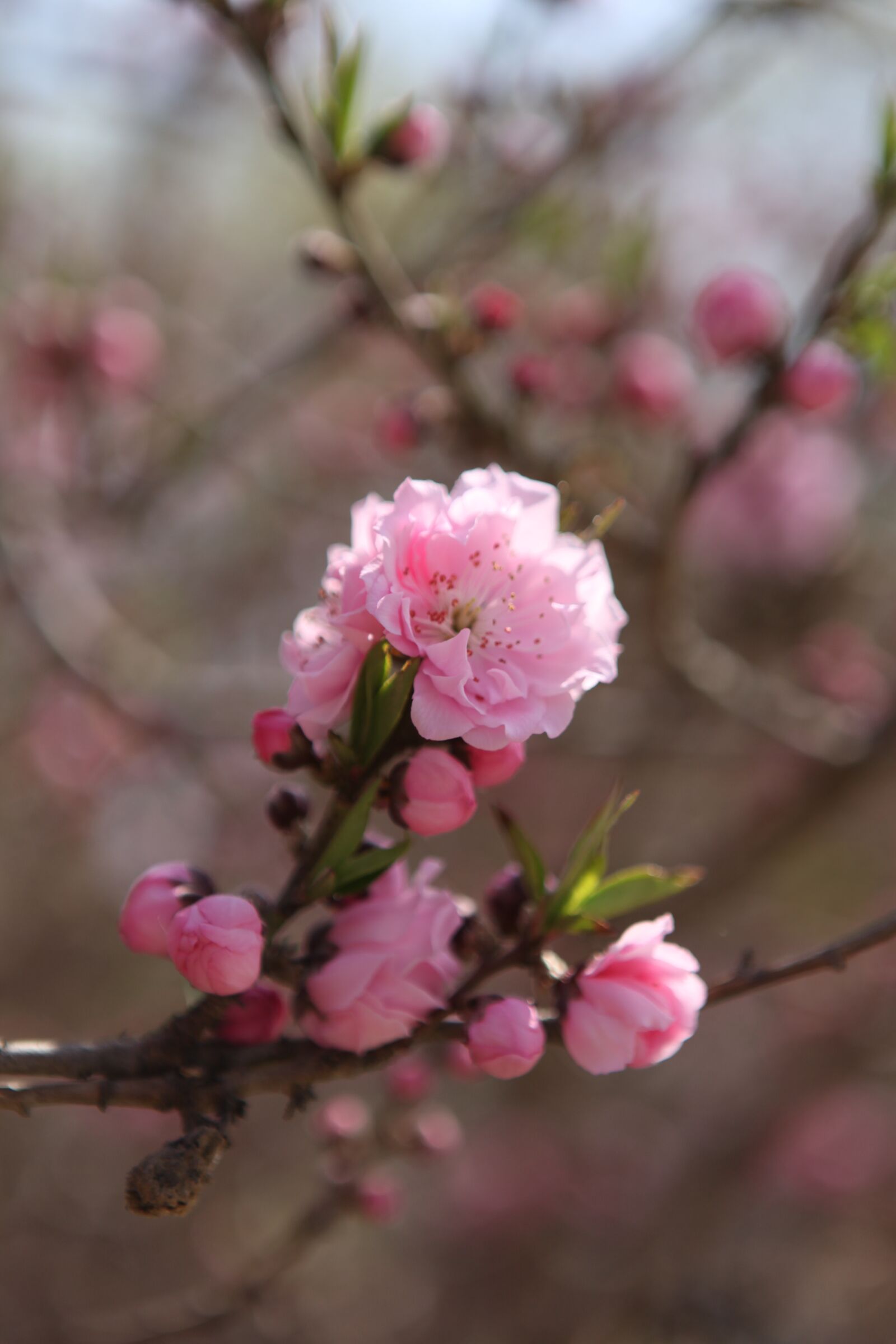 Canon EOS 5D Mark II sample photo. Peach, beijing, the zizhuyuan photography