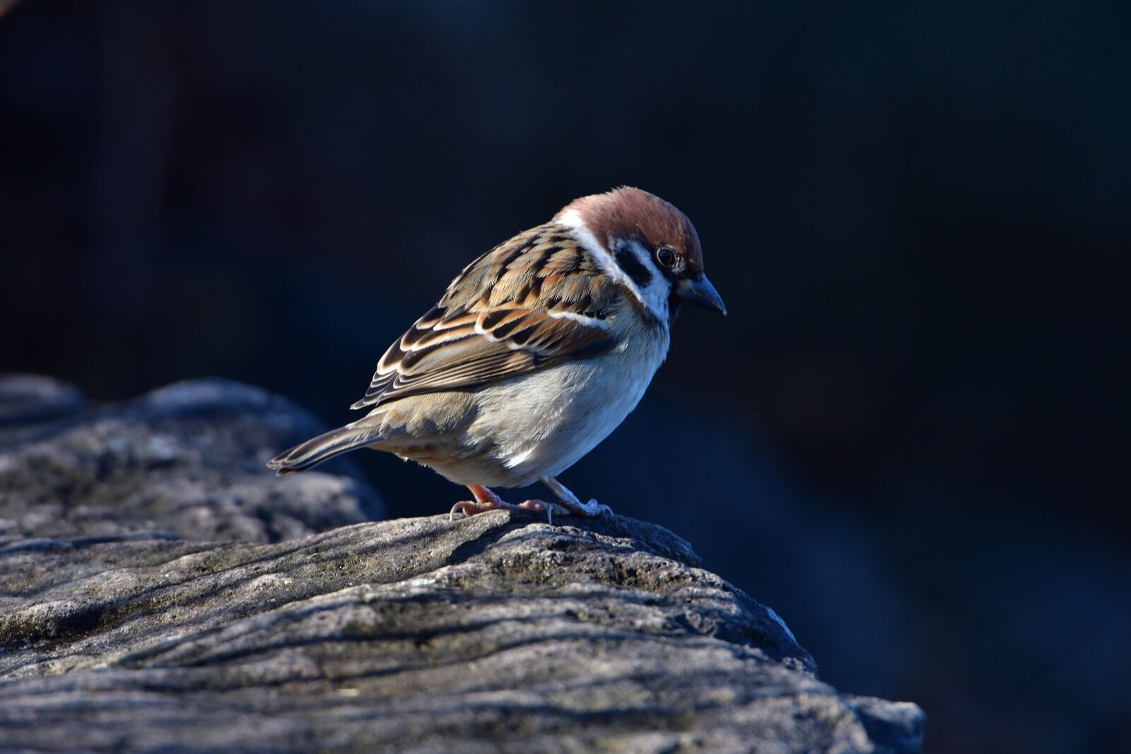 Nikon D500 sample photo. Natural, bird, wild animals photography