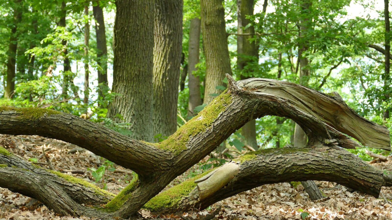 Panasonic Lumix DMC-FZ1000 sample photo. Forest, tree, branch photography