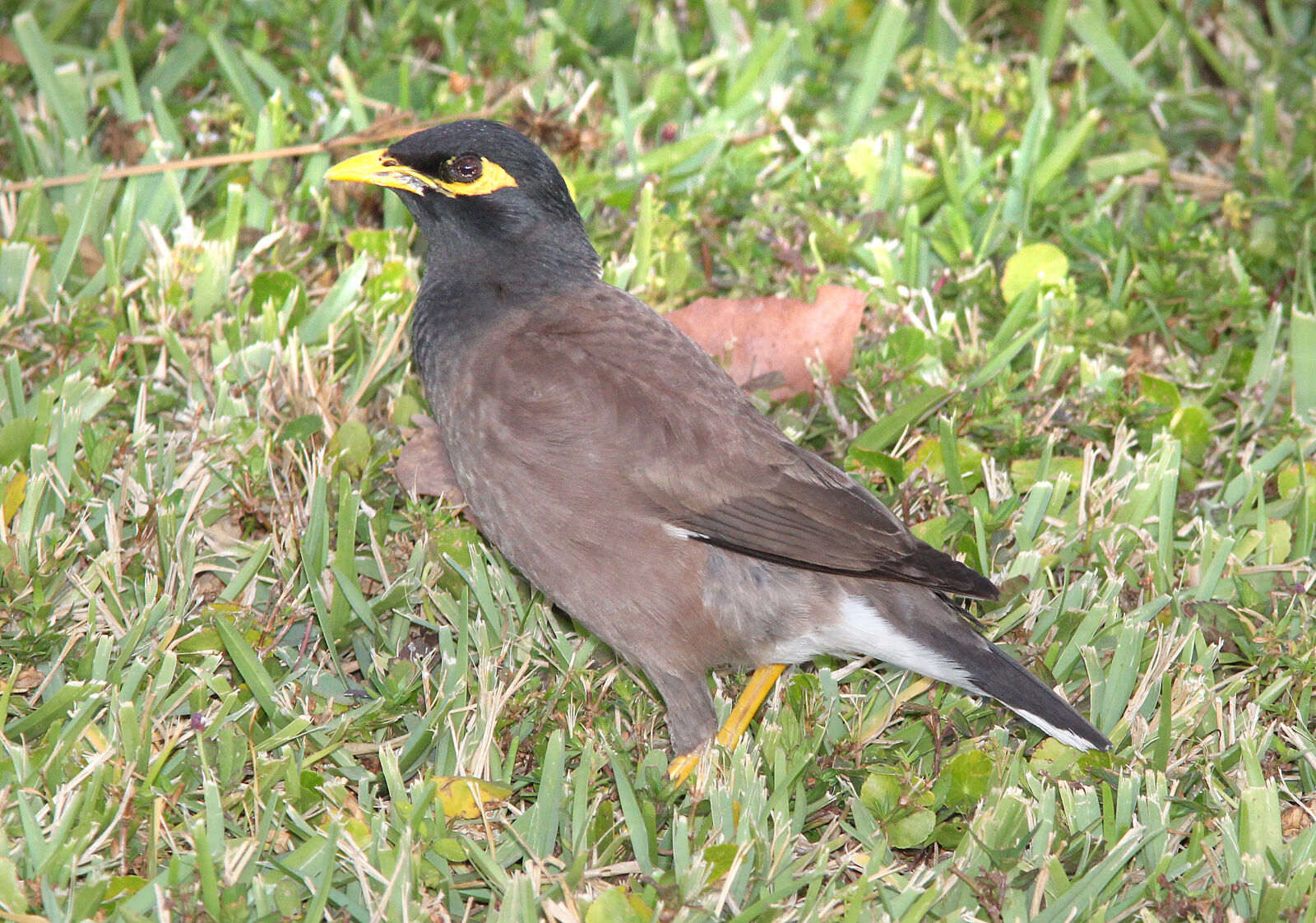 Canon EF 300mm F4L IS USM sample photo