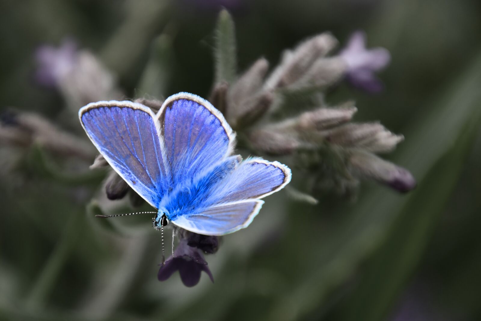 Nikon D7500 sample photo. Butterfly, insects, blue wing photography