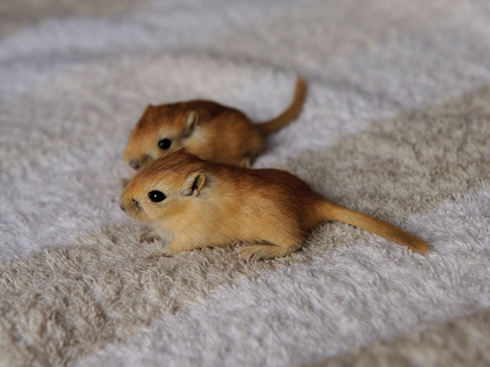 Nikon D700 sample photo. Gerbil, mouse, 3 weeks photography