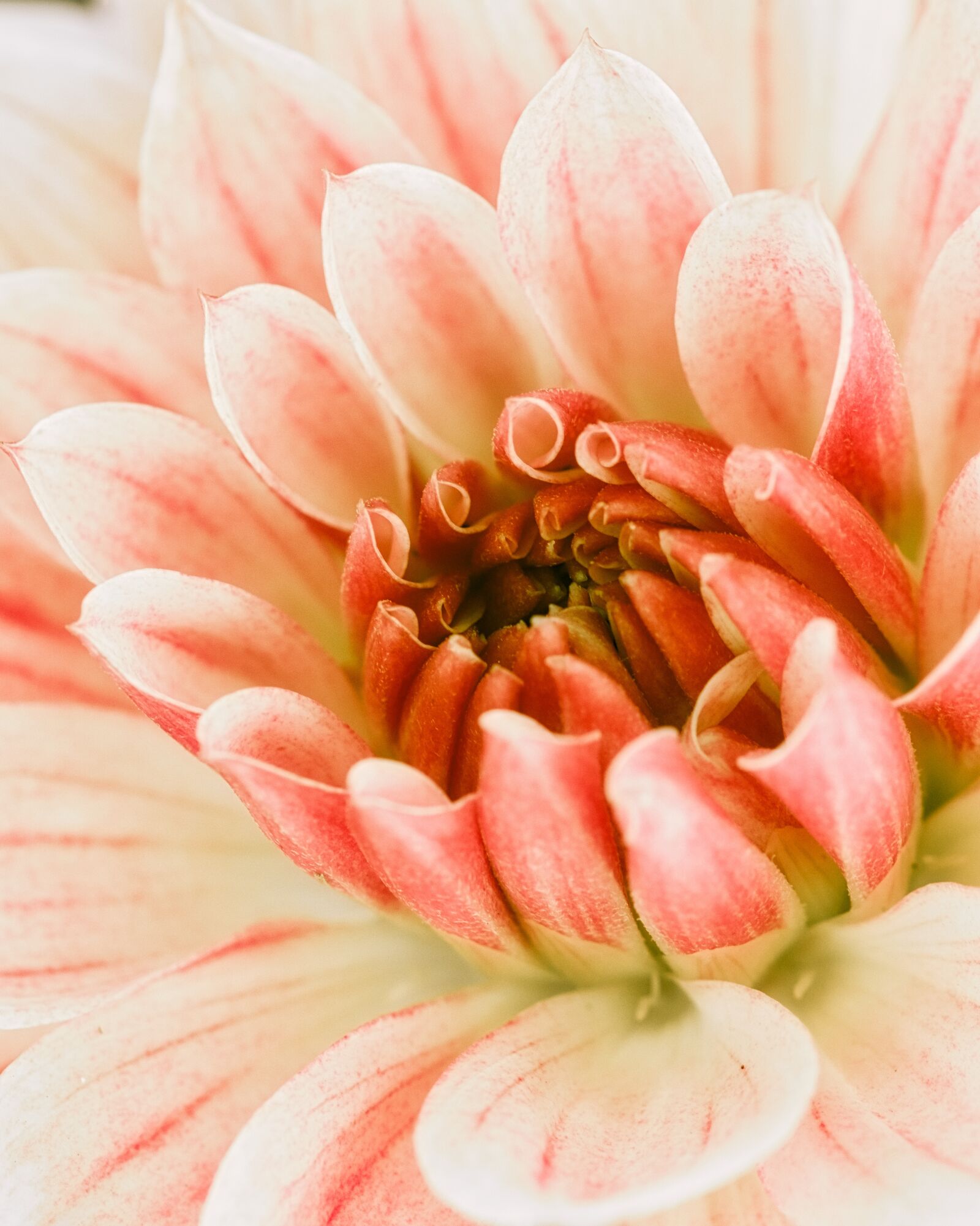 Canon EOS 200D (EOS Rebel SL2 / EOS Kiss X9) sample photo. Dahlia, orange, blossom photography