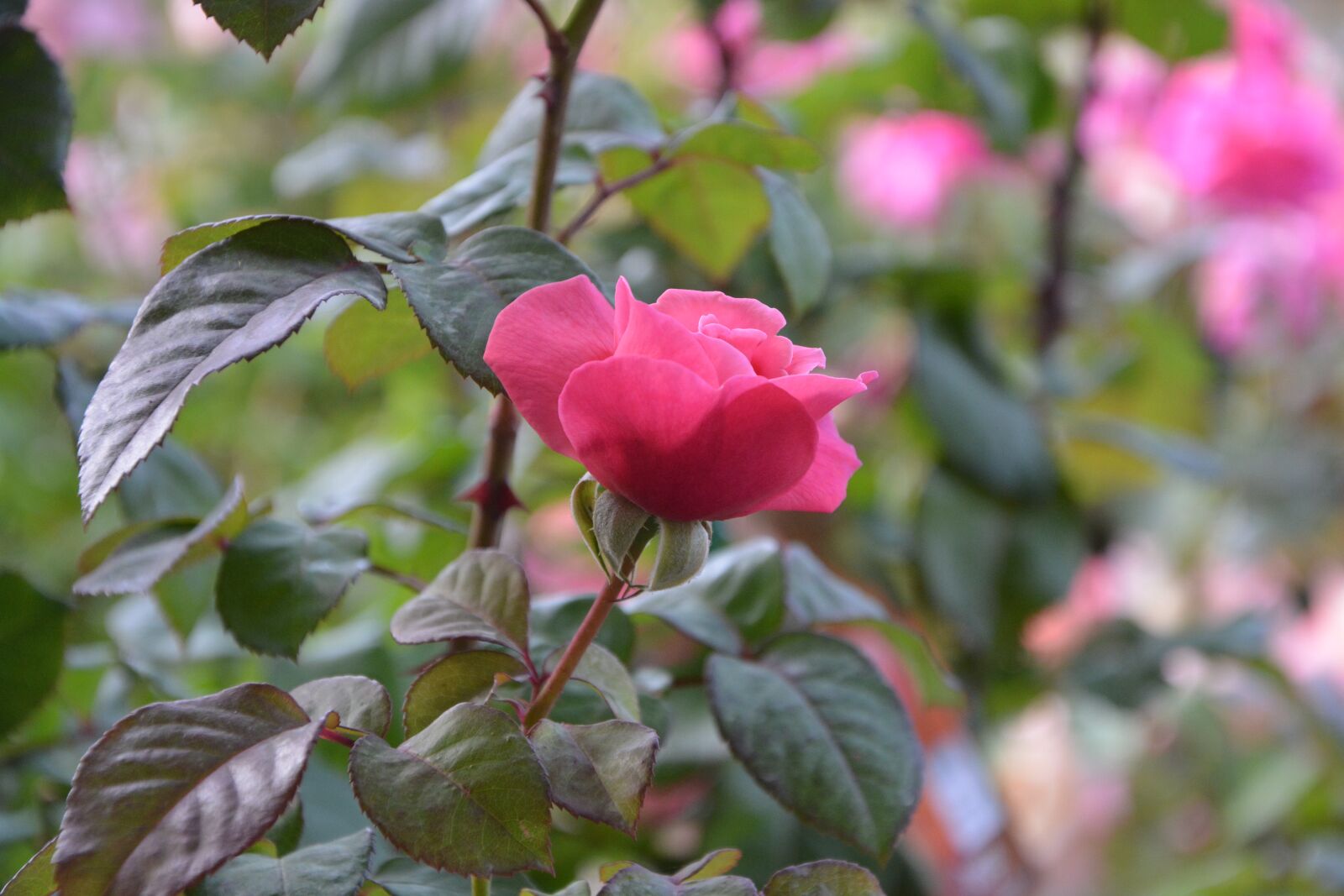 Nikon D5200 sample photo. Rosebush, pink, flower photography