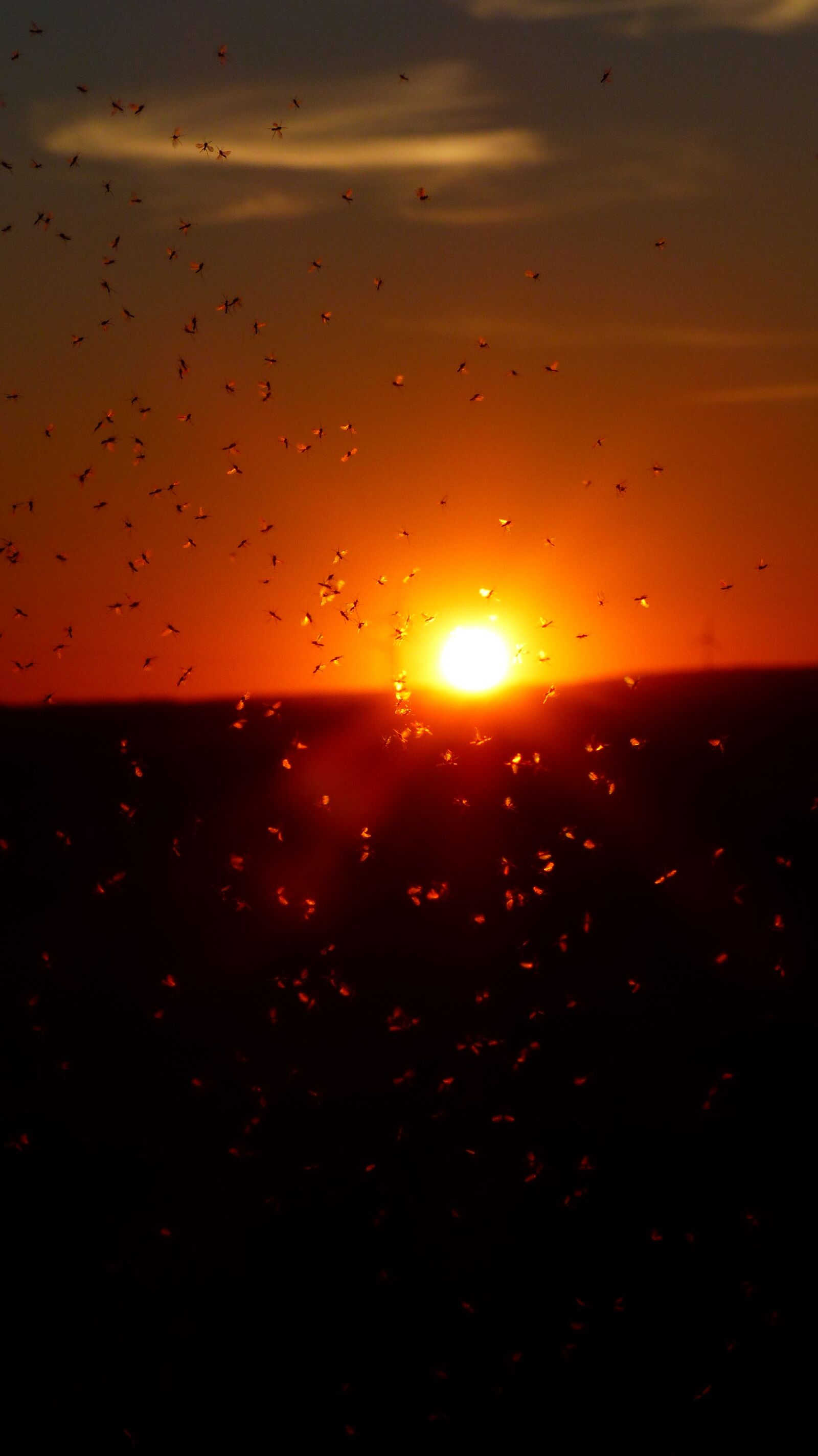 Panasonic Lumix DMC-FZ200 sample photo. Mosquito swarm, swarm, mosquitoes photography