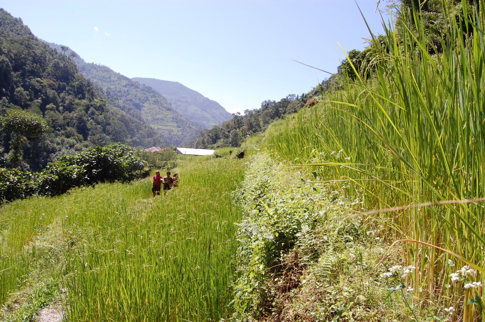 Nikon D40 sample photo. Rice, nepali, nepalese photography