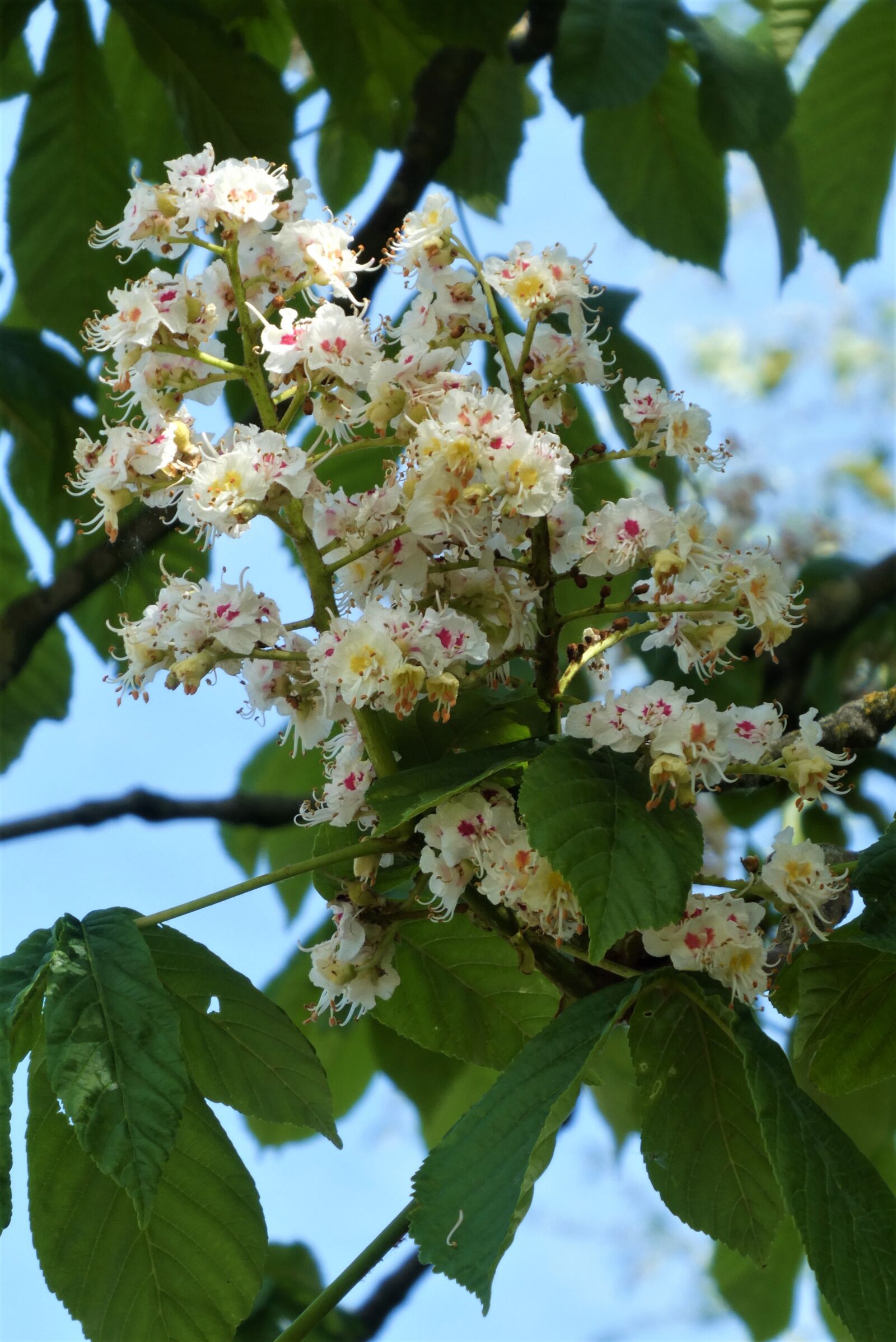Panasonic Lumix DC-ZS70 (Lumix DC-TZ90) sample photo. Chestnut tree, candles, blossom photography