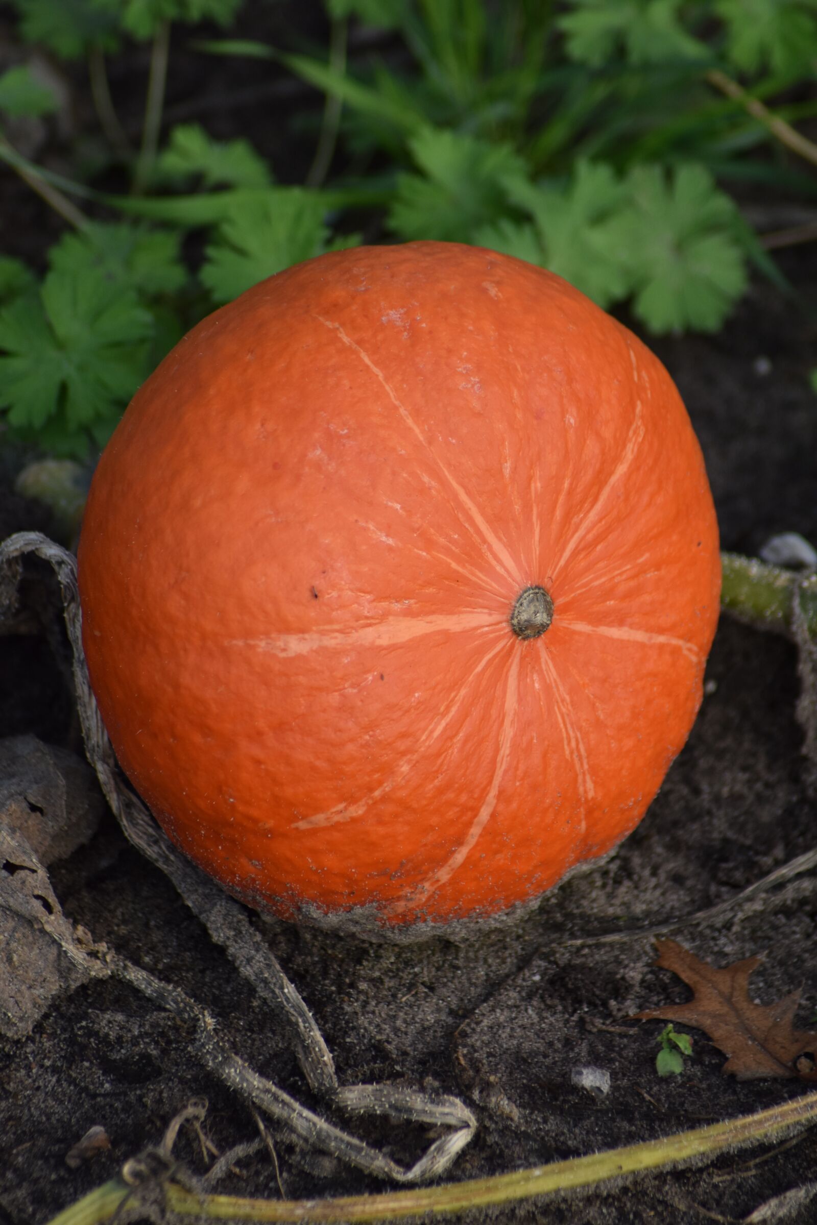 Nikon D3500 sample photo. Autumn, pumpkin, halloween photography