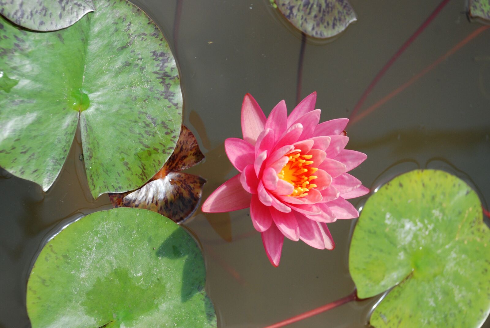 Nikon D80 sample photo. Lily, water lily, flower photography