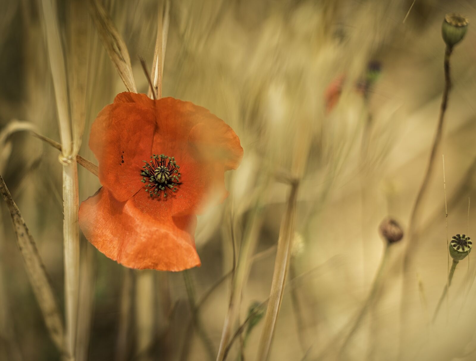 Nikon D810 sample photo. Bloom, blossom, flora photography