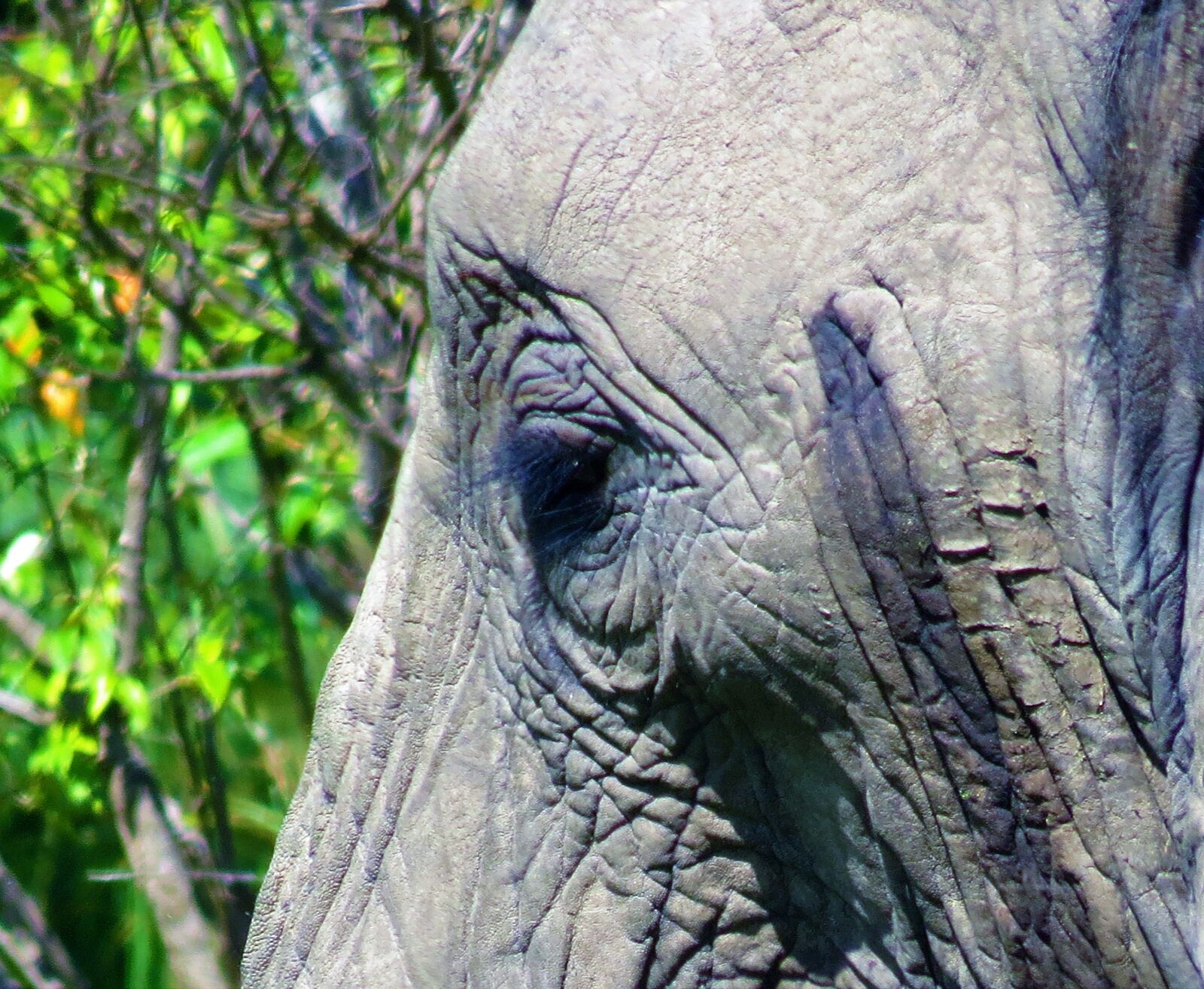 Canon PowerShot SX50 HS sample photo. Elephant, eye, sad photography