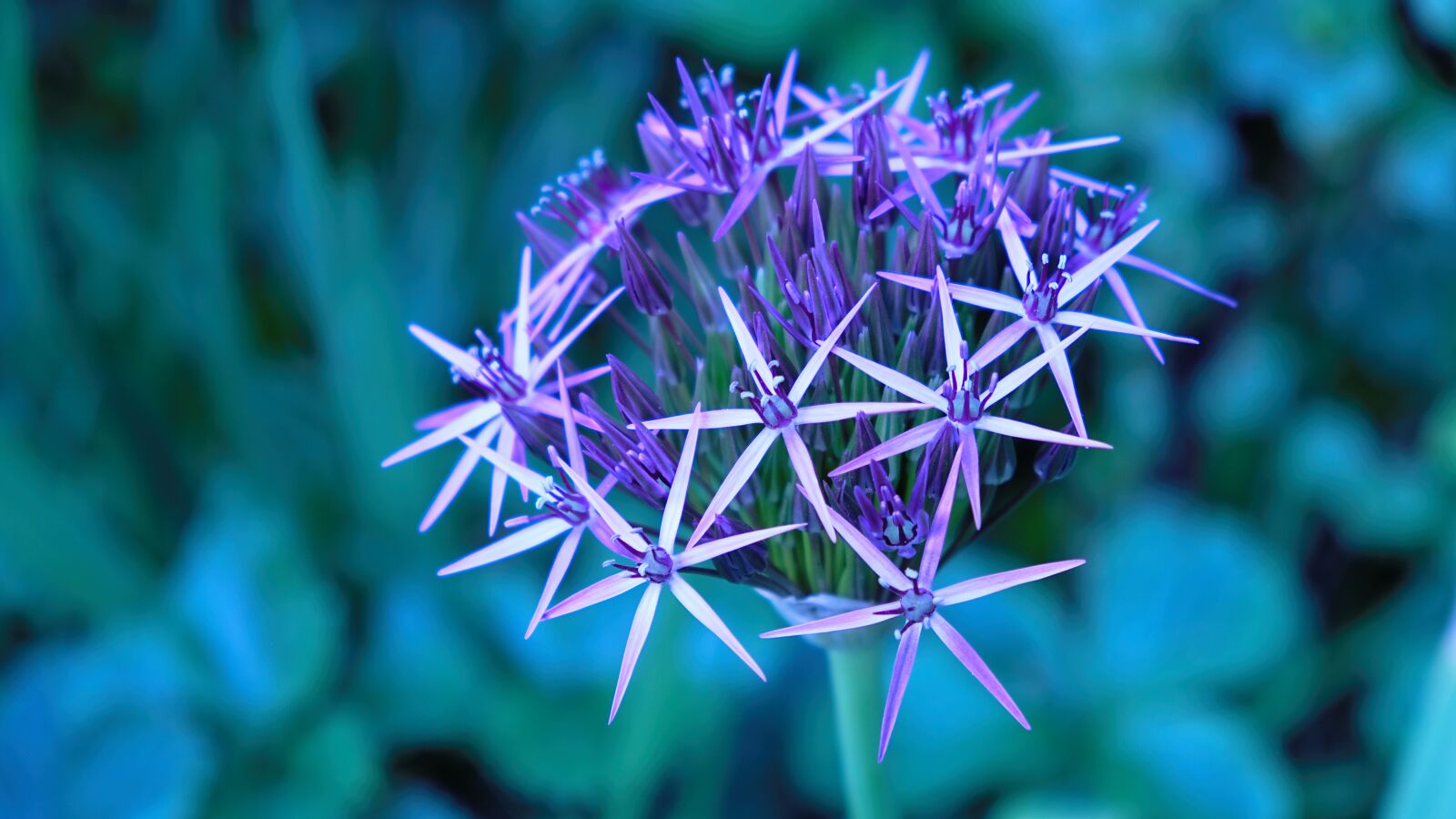 Fujifilm X-T20 sample photo. Flower, blooming, blue hour photography