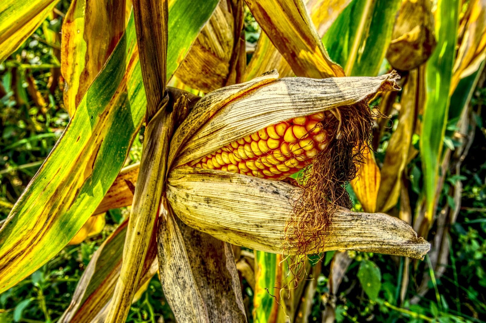 Sony a6000 sample photo. Corn, corn on the photography