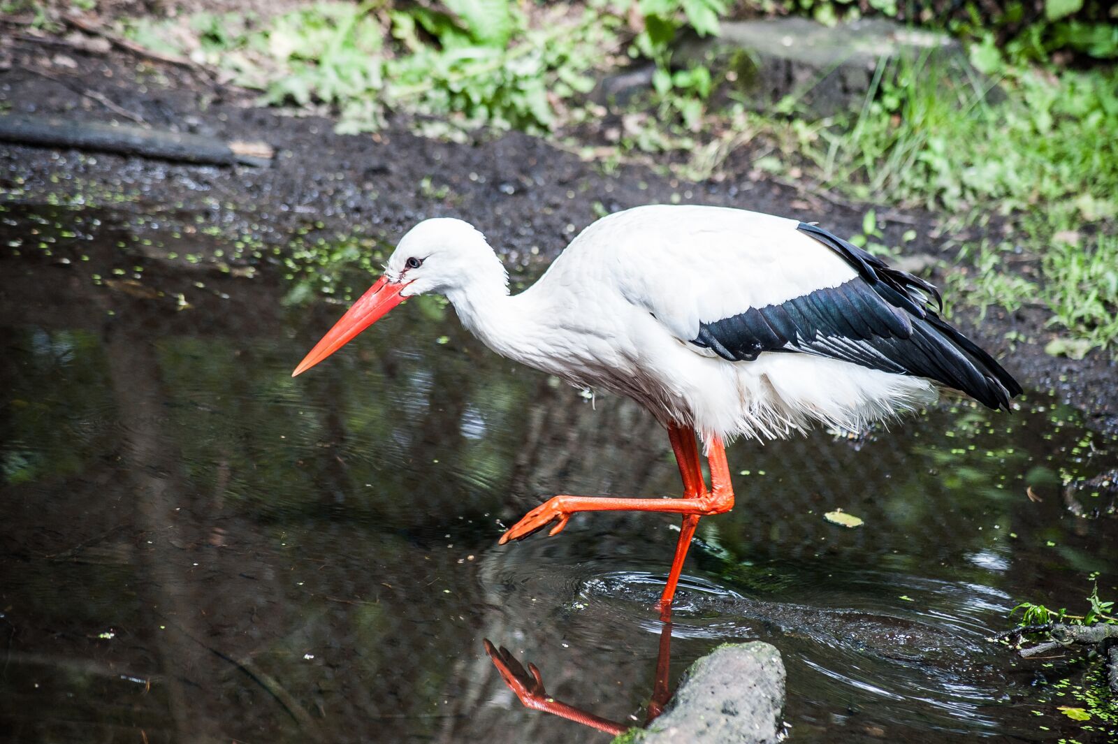 Nikon D700 sample photo. White stork, water, bill photography
