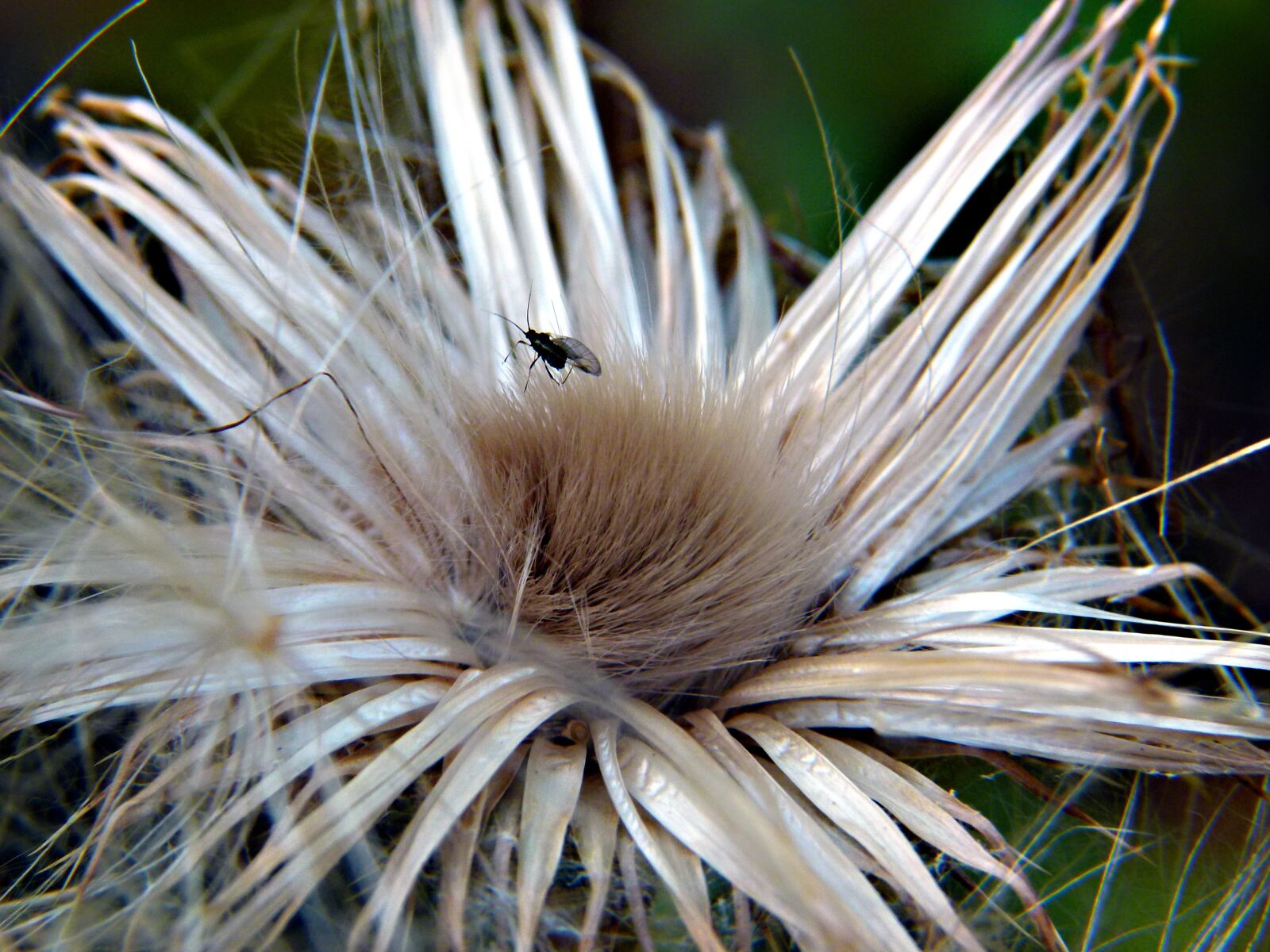 Panasonic Lumix DMC-FZ100 sample photo. Ripe fruit, thistle, insect photography