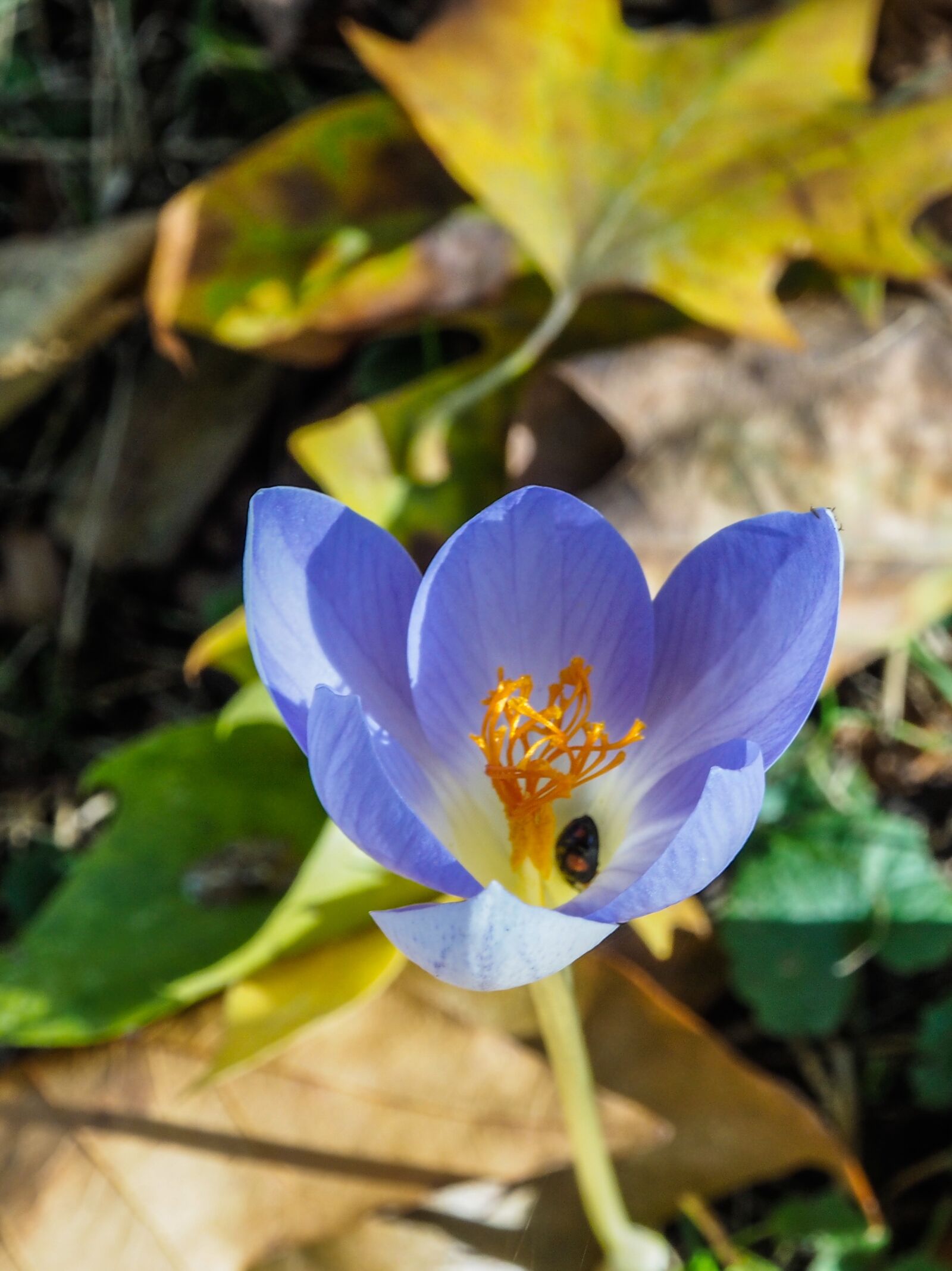 Olympus OM-D E-M10 + OLYMPUS M.12-50mm F3.5-6.3 sample photo. Nature, flower, autumn photography