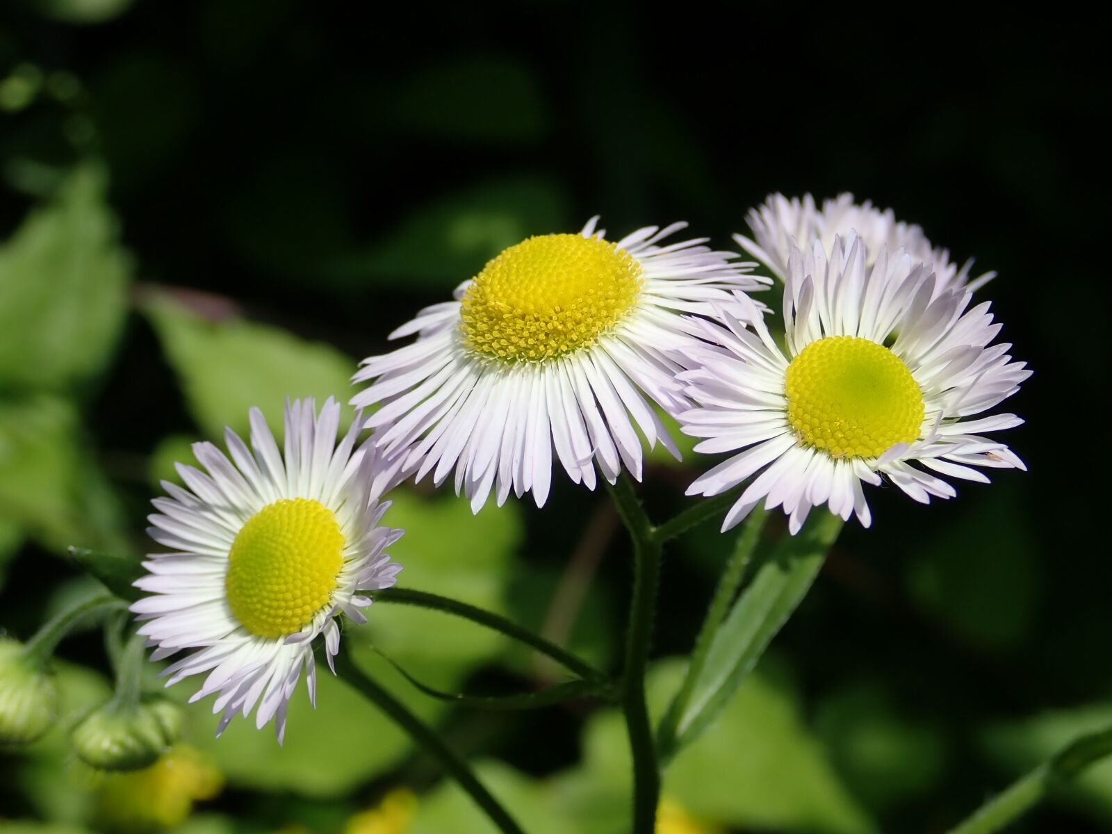 Olympus TG-5 sample photo. Flowers, fine jet, pointed photography