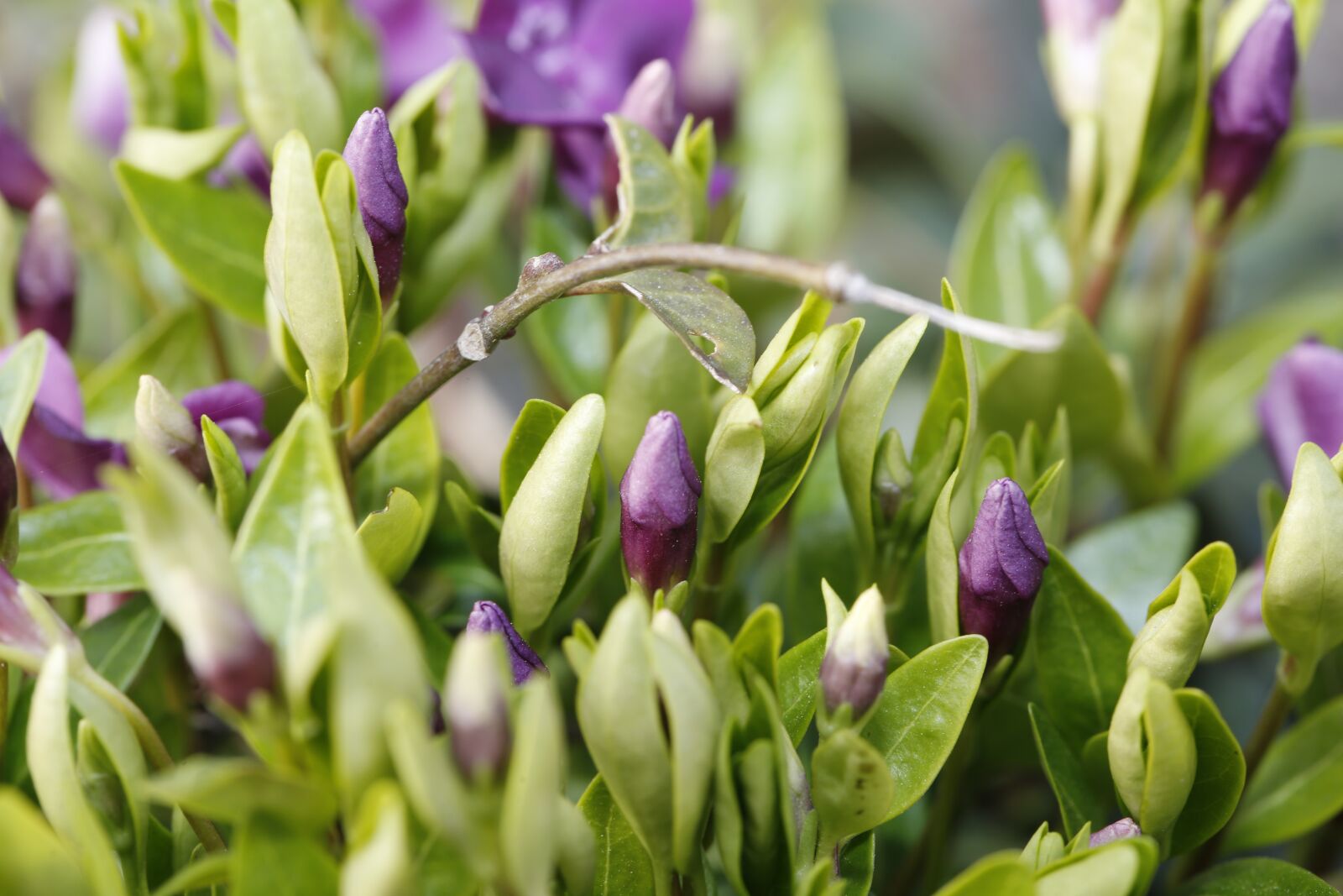 Canon EF 100mm F2.8L Macro IS USM sample photo. Spring, bud, sprout photography
