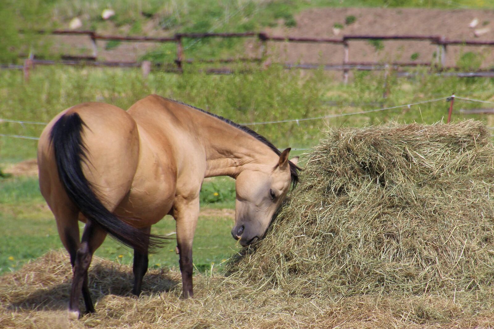 Canon EOS 600D (Rebel EOS T3i / EOS Kiss X5) sample photo. Horse, pasture, hay photography