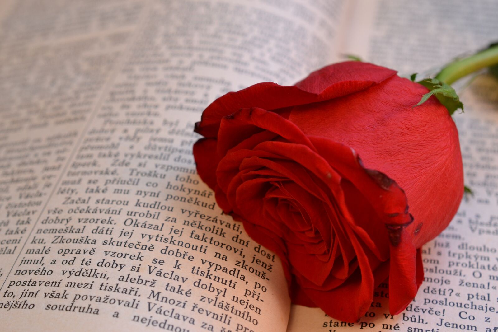 Nikon D3100 sample photo. Book, rose, open book photography