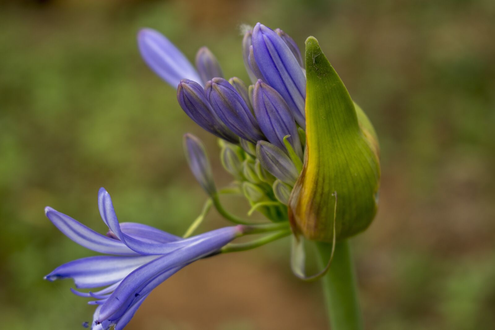 Canon EOS 700D (EOS Rebel T5i / EOS Kiss X7i) sample photo. Flower, purple, garden photography