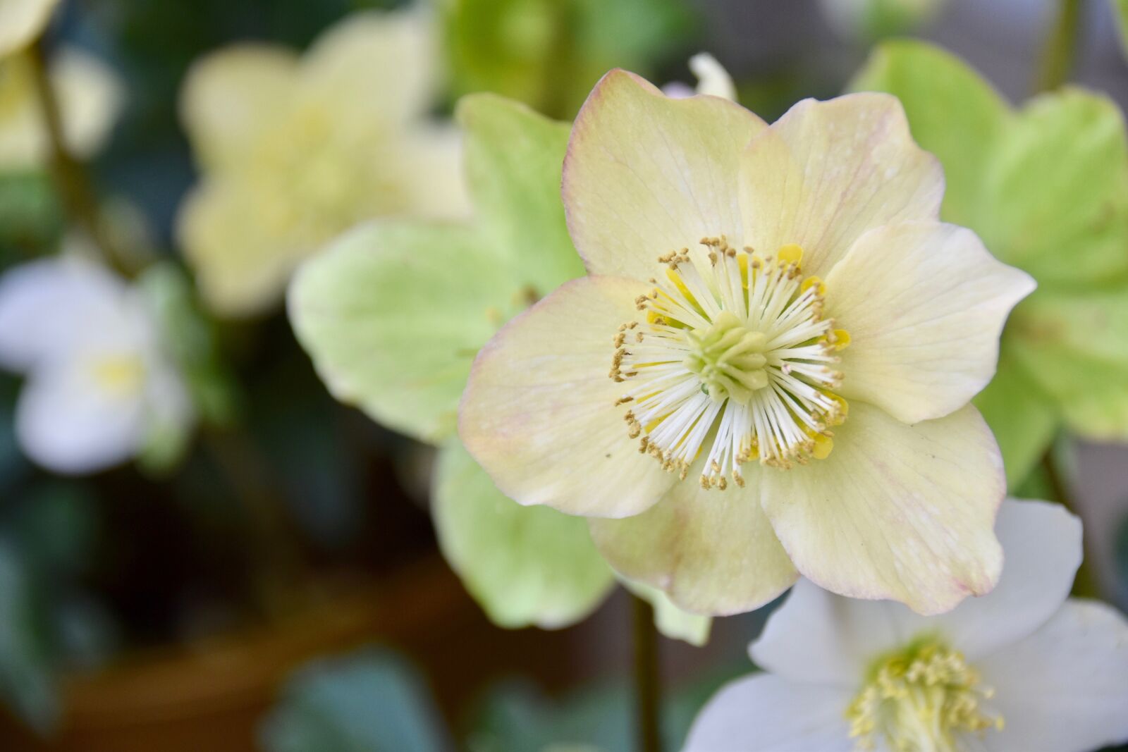 Nikon D5600 sample photo. Flower, flower helleborus niger photography