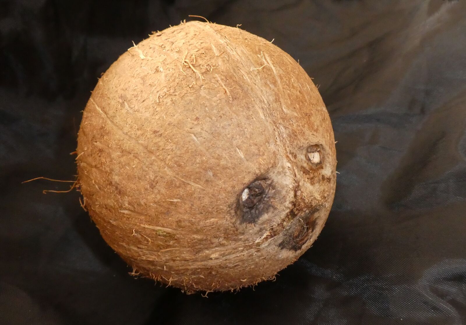 Panasonic DMC-TZ81 sample photo. Coconut, face, art photography