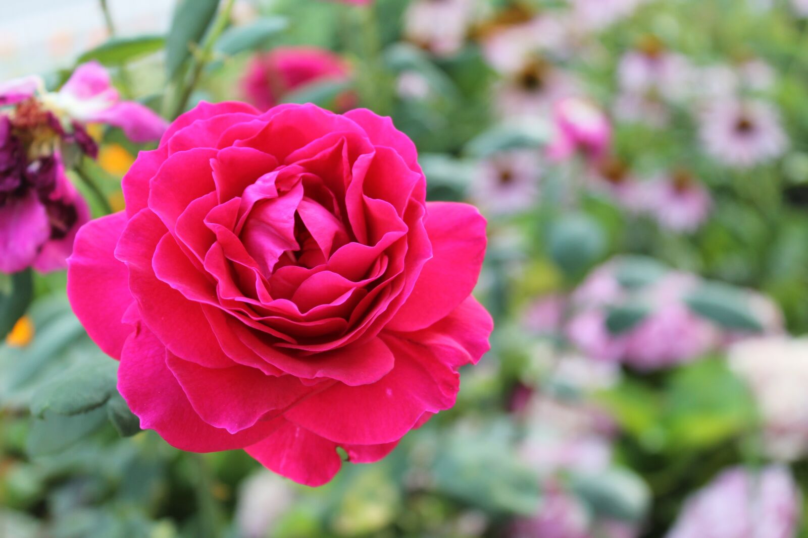 Canon EOS 1100D (EOS Rebel T3 / EOS Kiss X50) sample photo. Rose, romantic, nature photography