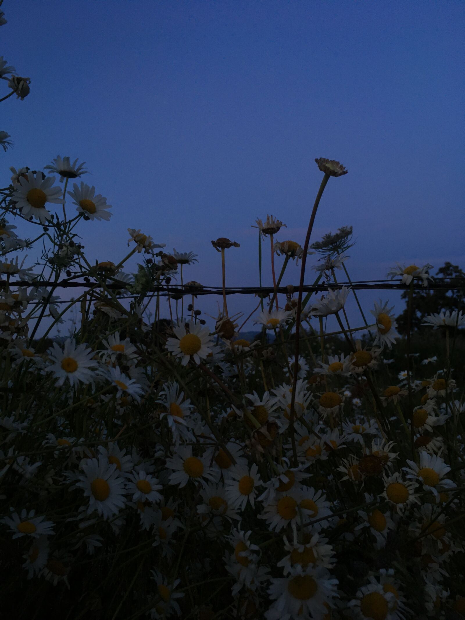 Apple iPhone SE (1st generation) sample photo. Flowers, dusk, vintage photography