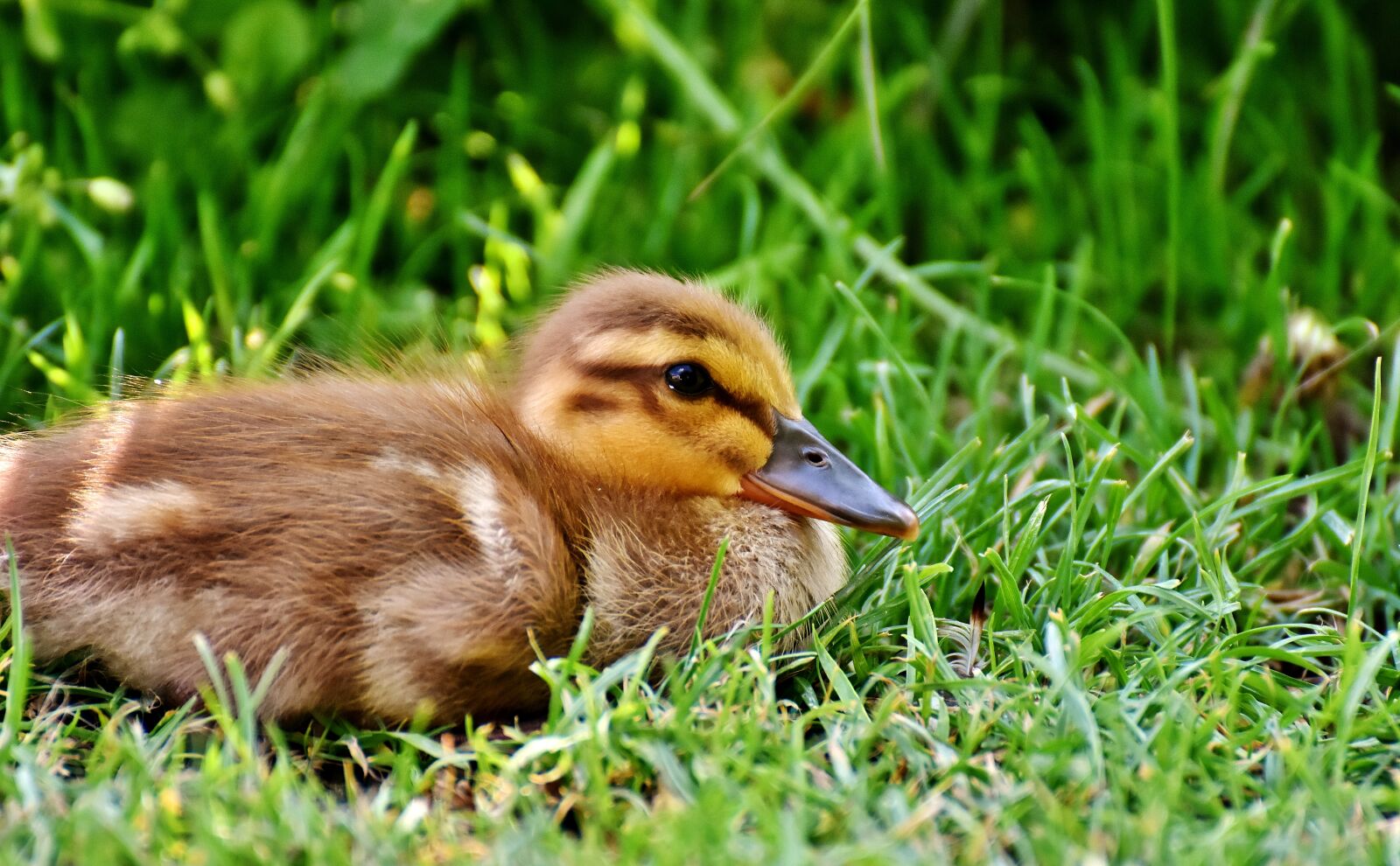 Nikon D7200 sample photo. Ducklings, duck, water bird photography