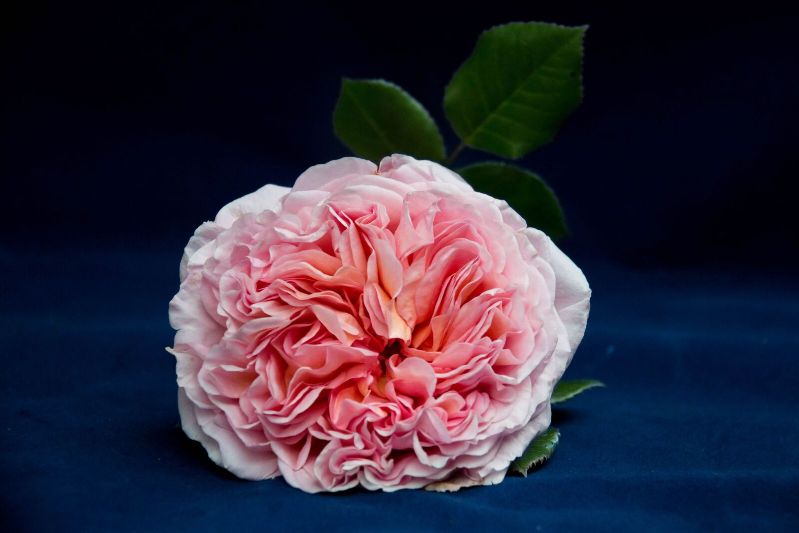 Canon EF-S 18-200mm F3.5-5.6 IS sample photo. Pink, english rose, nature photography