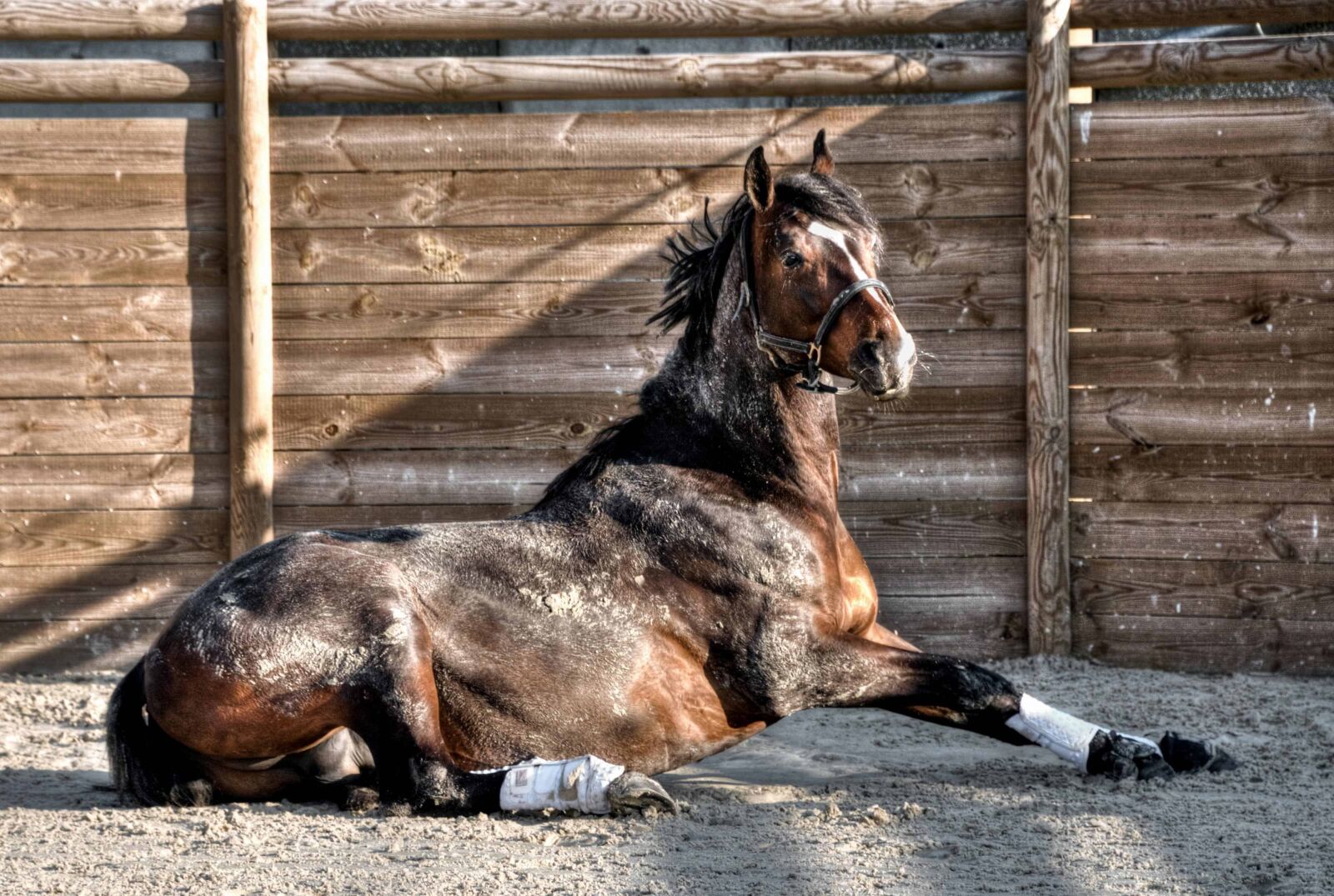 Nikon D300 sample photo. Animal, ground, outdoor, fence photography