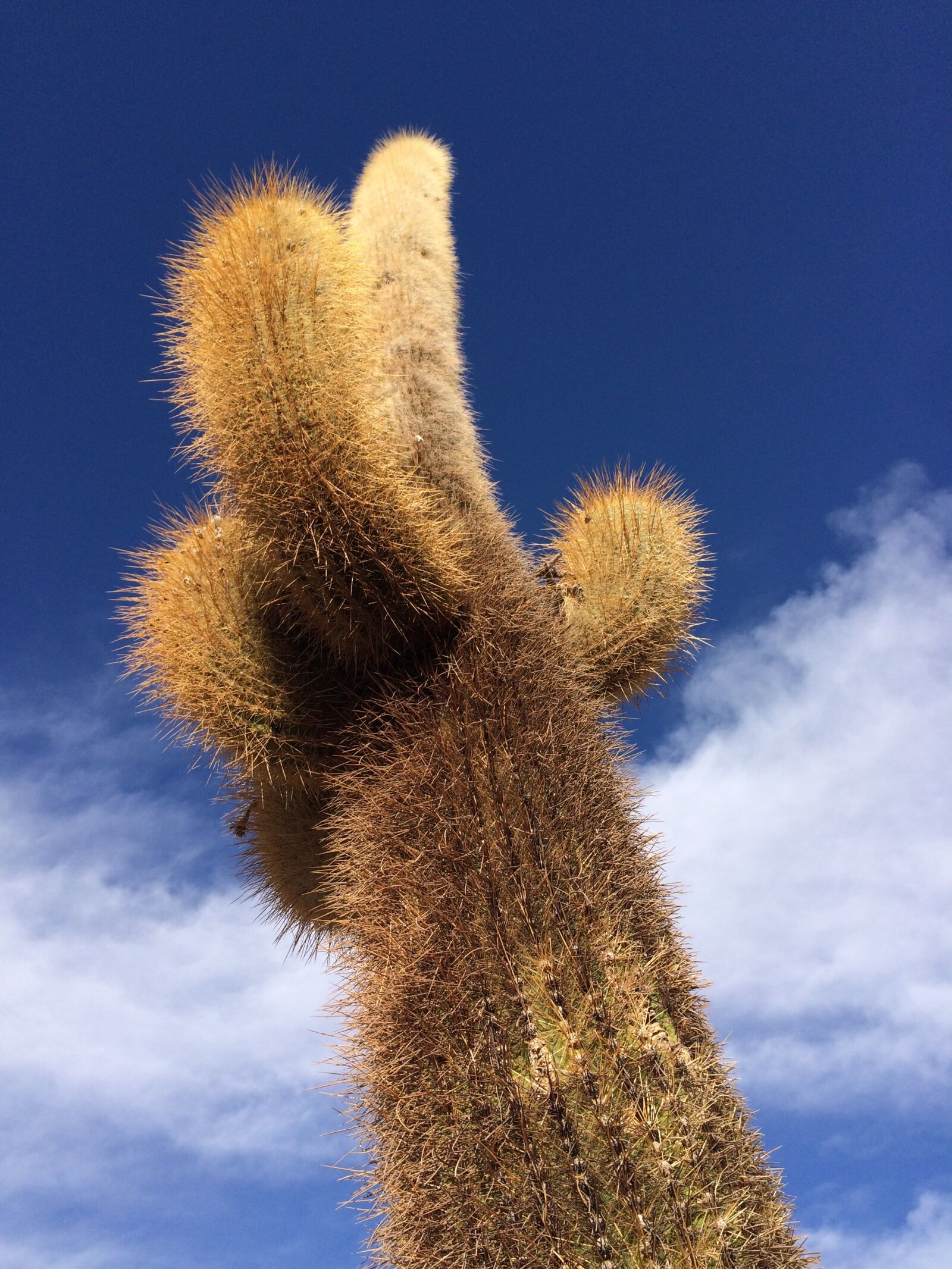 Apple iPhone 5s sample photo. Cactus, sky, desert photography