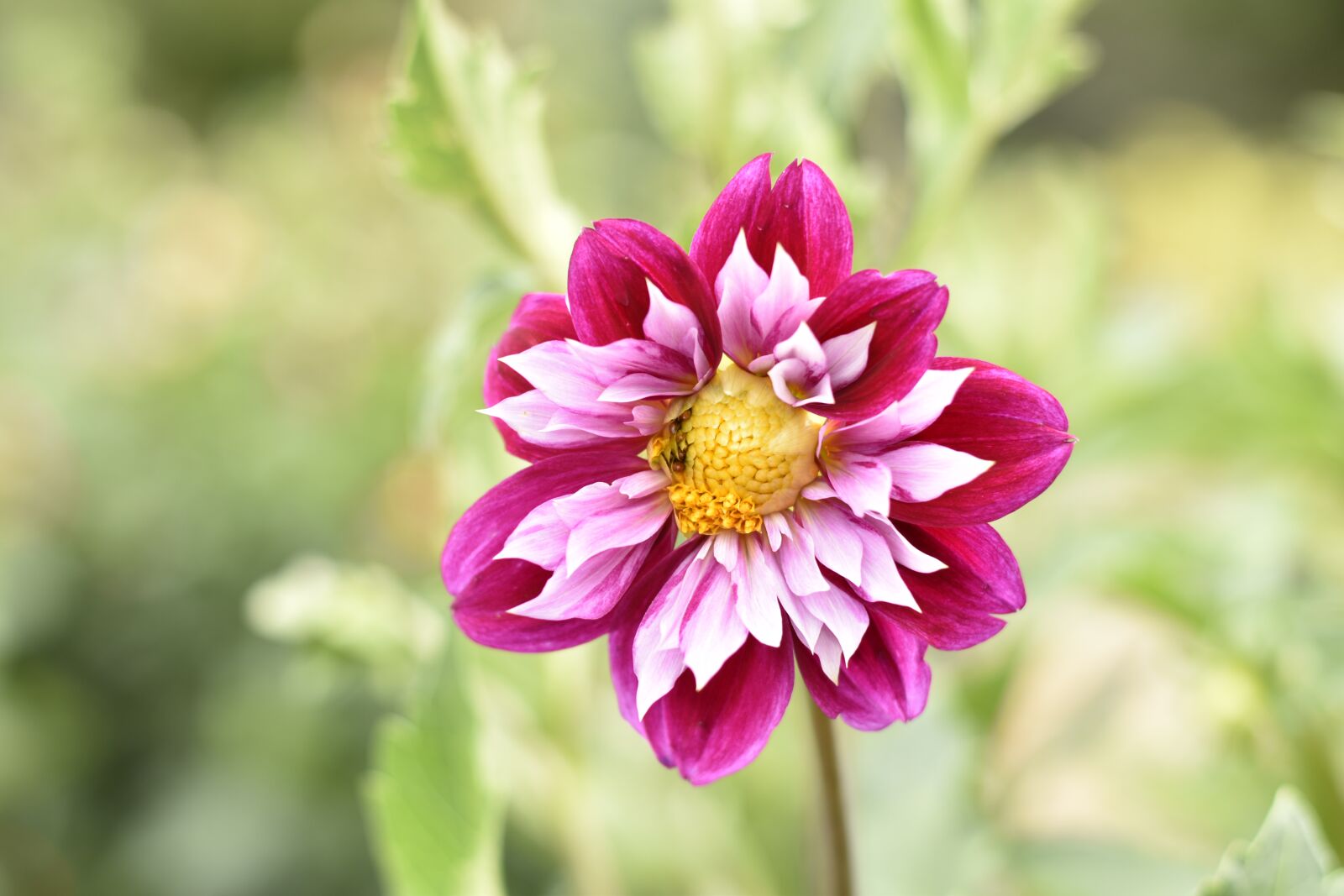 Nikon D3500 sample photo. Lyon, flower, pink photography