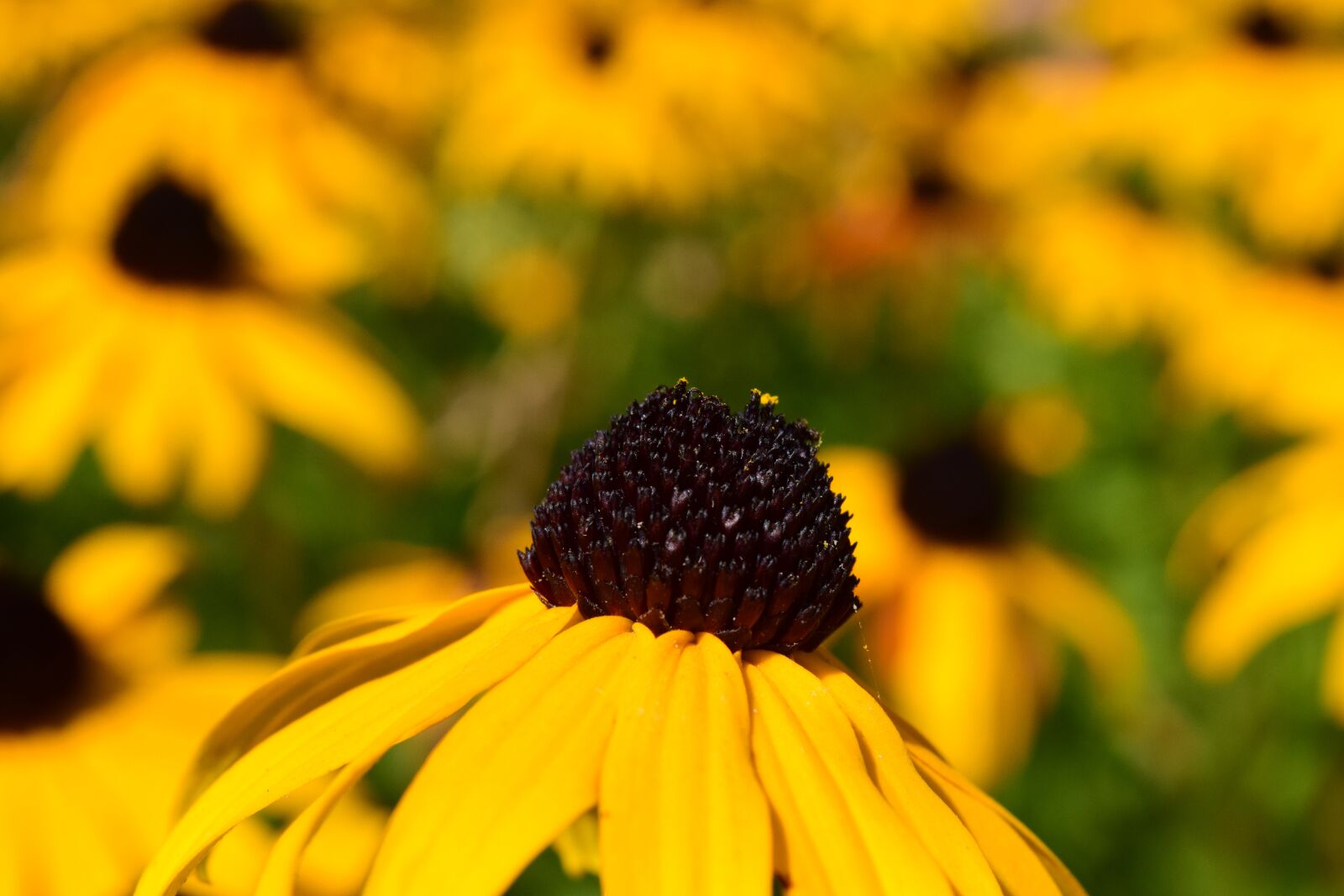Nikon D3300 sample photo. Coneflower, flower, yellow photography