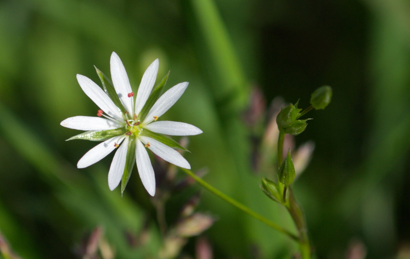 Nikon D3100 sample photo