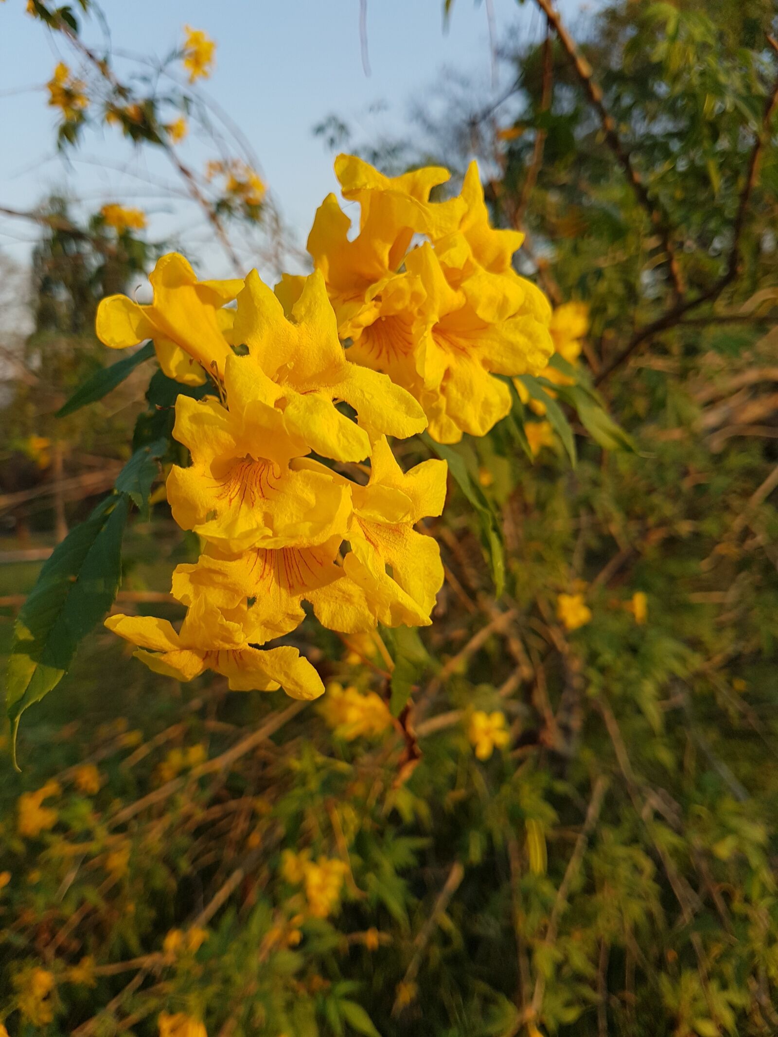 Samsung Galaxy S7 Edge sample photo. Yellow, flower, sun photography